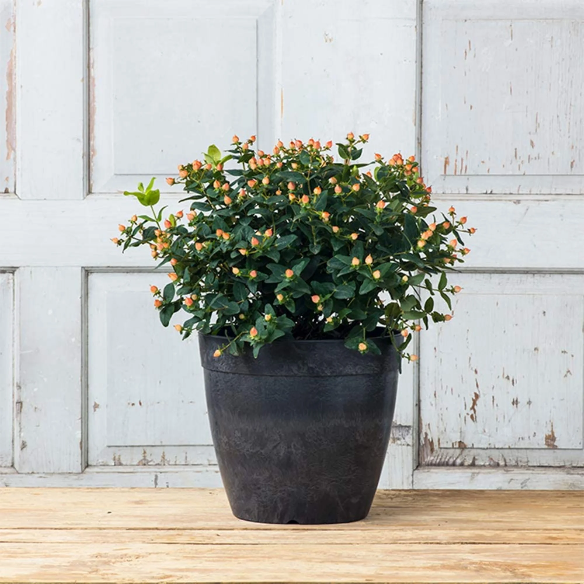 Novelty Round Dolce Flower Pot/Planter, Black, 12