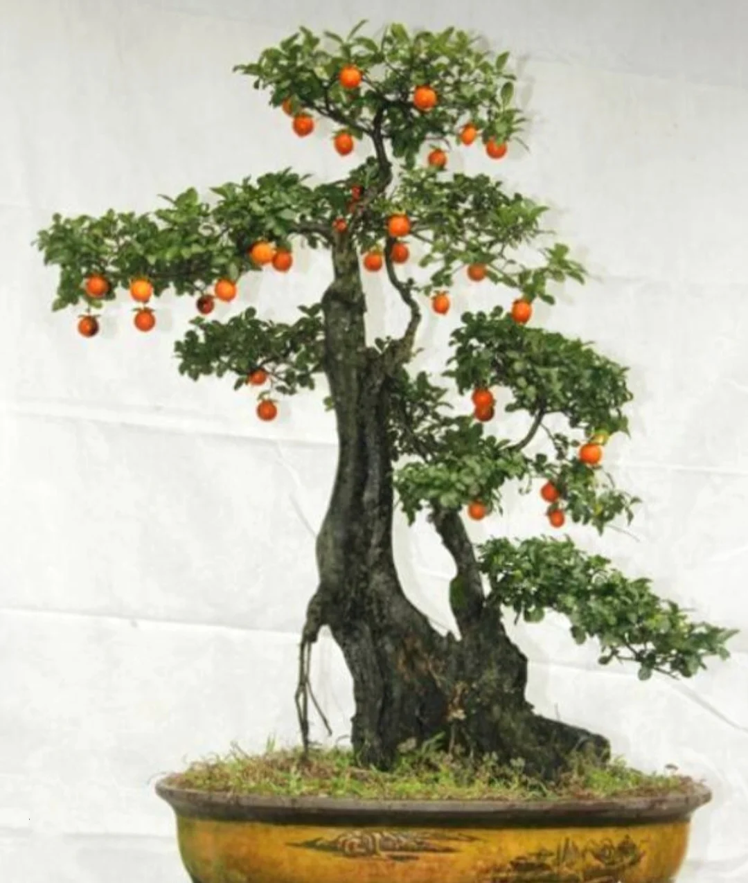 50 Seeds Diospyros cathayensis - Cathay Persimmon , Bonsai
