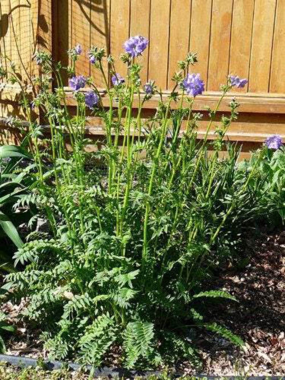 100 BLUE PEARL POLEMONIUM ( Jacobs Ladder ) Polemonium Caeruleum Flower Seeds