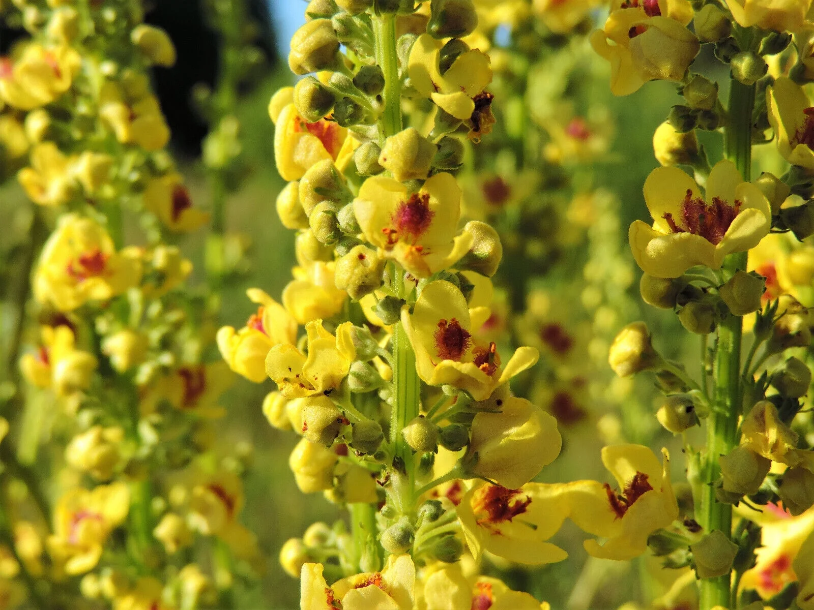 150 YELLOW VERBASCUM Thapsus Common Mullein Flower Herb Seeds *Flat S/H