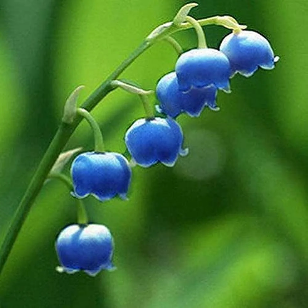 Lily of The Valley Seeds Convallaria Majalis Perennial Fragrant Cut Flowers Hardy Ground Cover Low Maintenance Deer Resistant Outdoor 100Pcs Flower Seeds by YEGAOL Garden