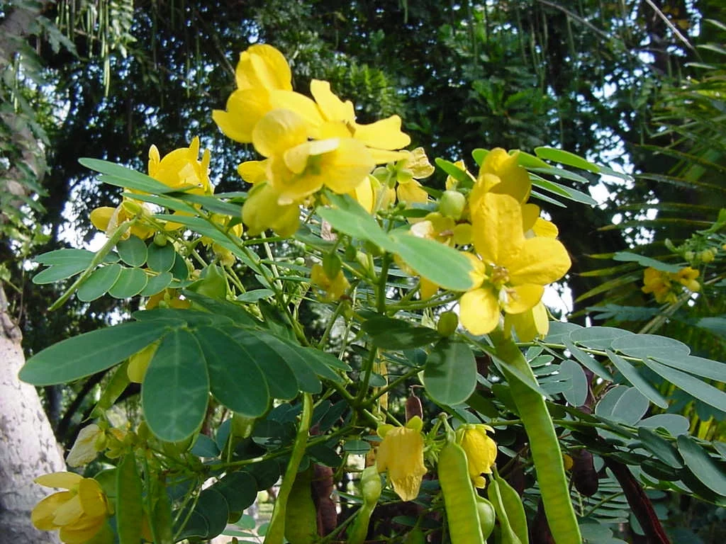 SEEDS= = =Yellow Shower Tree-10 Seeds- Tropical Plant Seed Pack-   Brilliant Yellow Flowers - Container Gardening -Cassia fistula= = =Serendipity Seeds