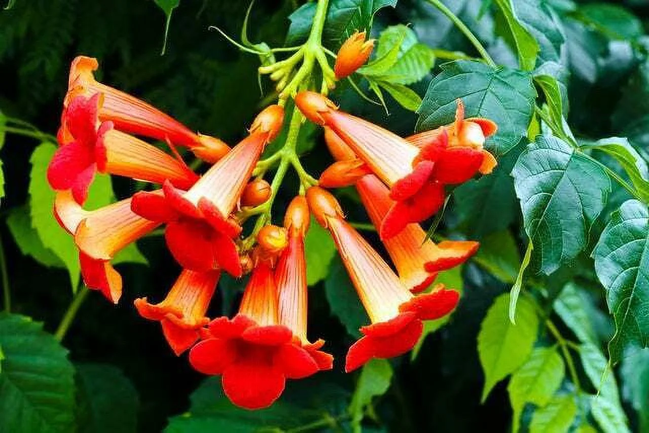 Red Trumpet Creeper Vine Seeds - 100 Seeds - Hummingbird Bush - Non-GMO Seeds