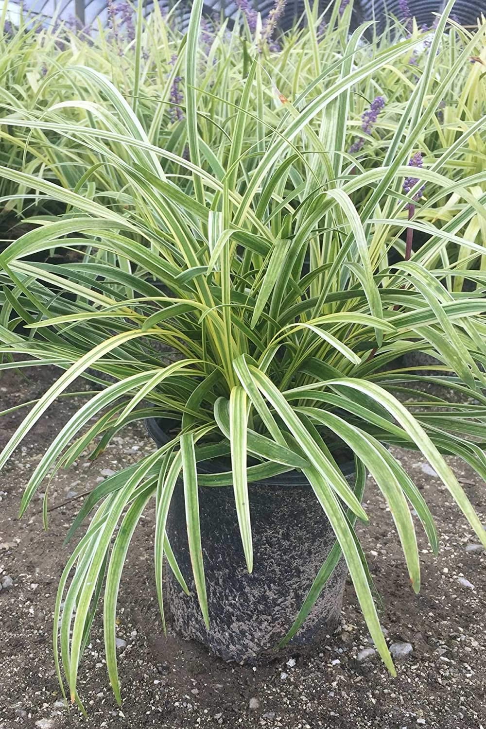 Liriope Variegated in 3.25