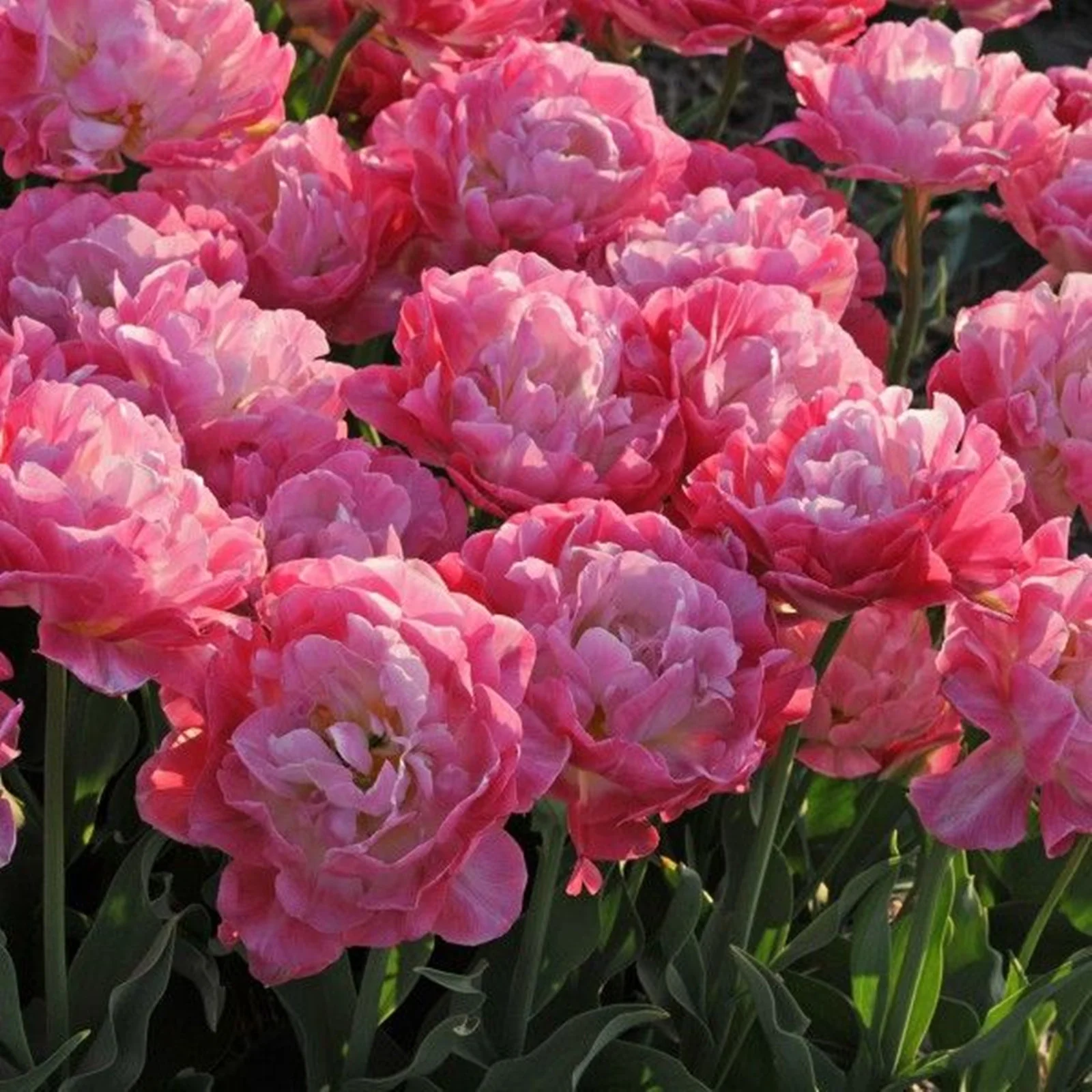 Tulip Bulbs, Tulip Plant Bulbs,Garden Plants, Tulip Flowers,Tulip Bulbs For Sale