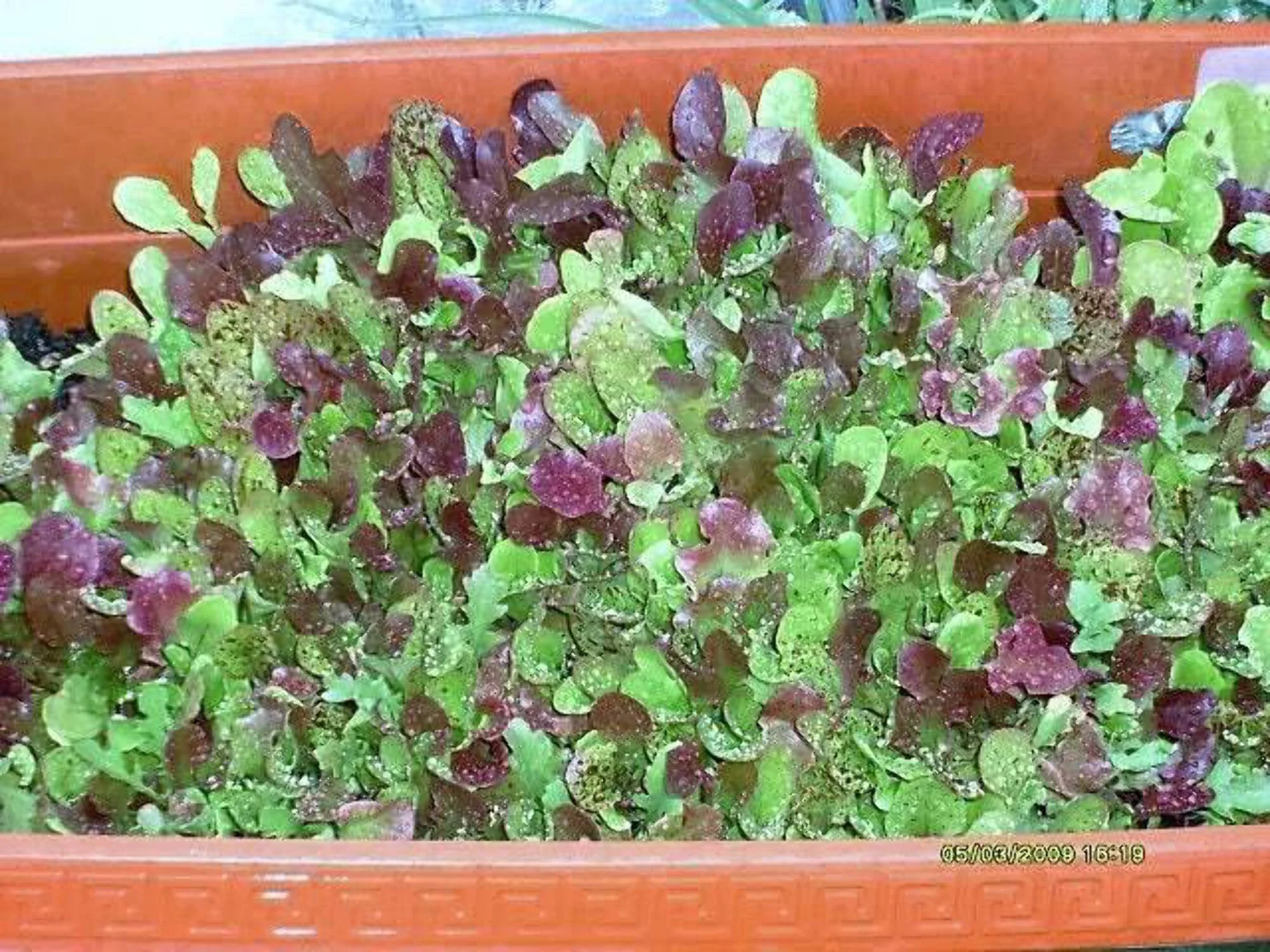 3000 PRIZEHEAD LETTUCE Loose Leaf Early Prize Head Red Lactuca Vegetable Seeds