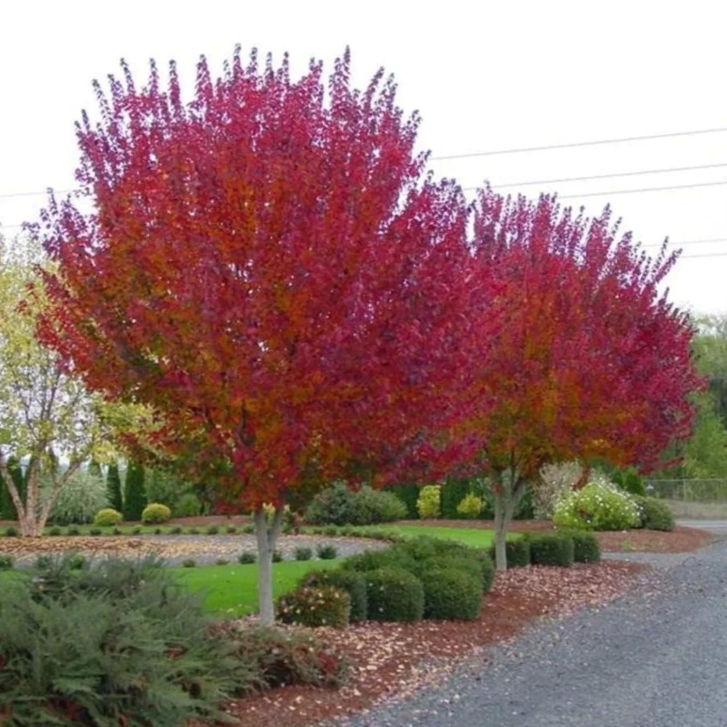 Maple Tree 'Burgundy Belle'