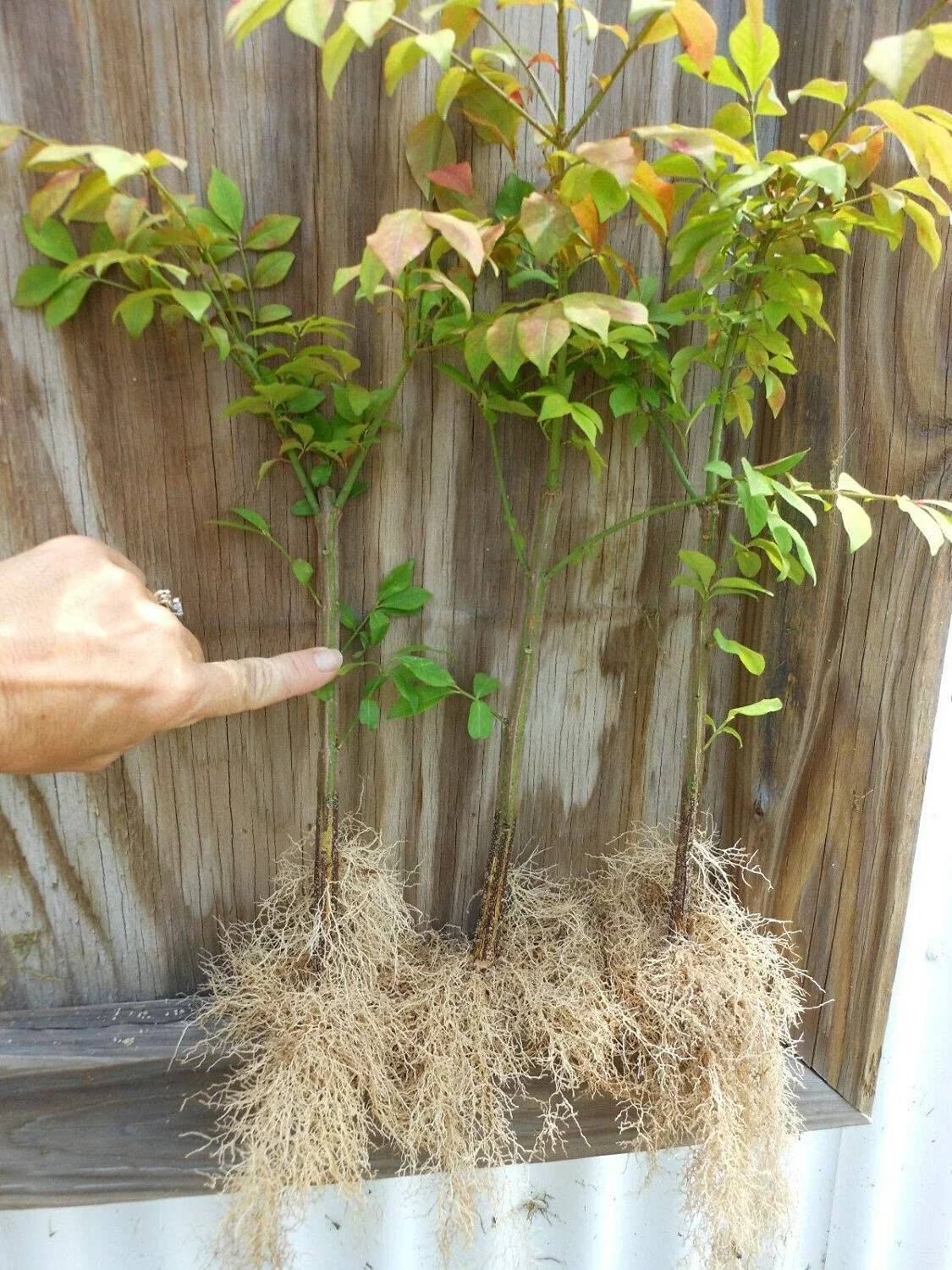 10 Dwarf Burning Bushes - Live Plants - 4-10