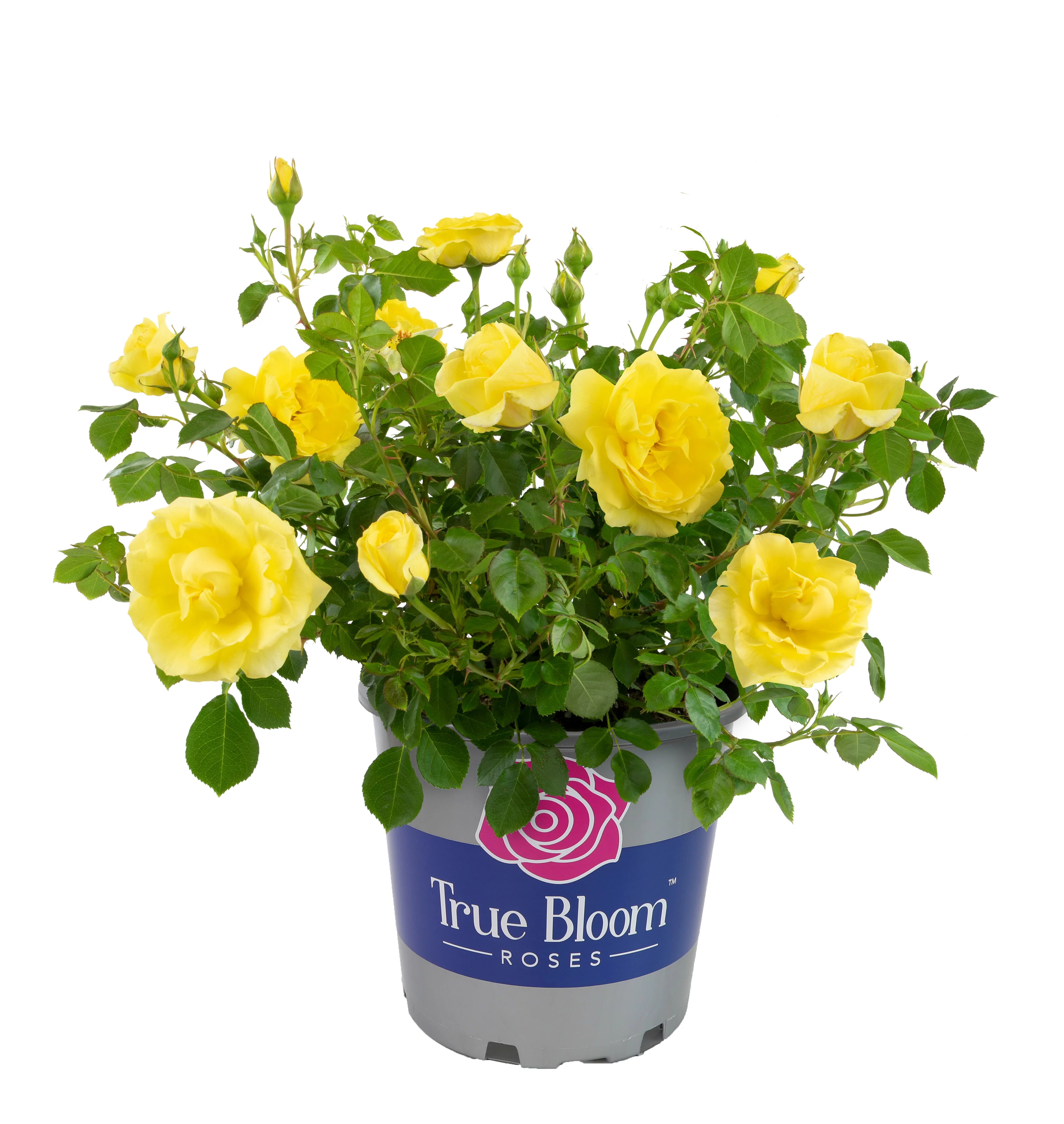 True Bloom Roses True Friendship Yellow Rose Floribunda Live Plant, 2 Gallon Pot