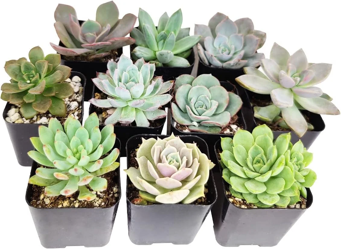 Echeveria Succulent Pack | Set of 2/4/6/8/10/24/36/48 Gorgeous Succulent Plants | Live Healthy Succulent Assorted Pack (4)