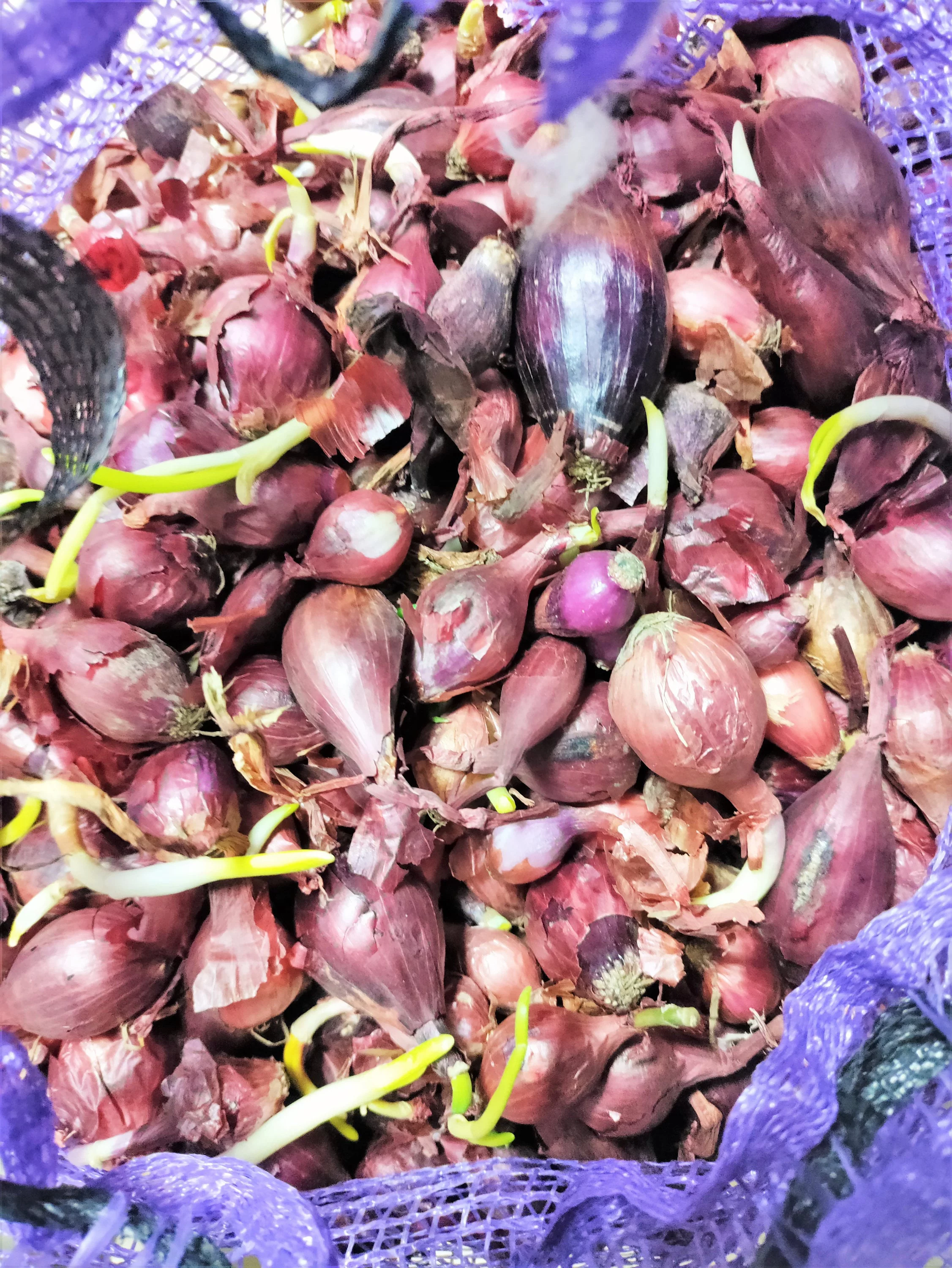 TomorrowSeeds - Karmen Red Onion Sets (Starter Bulbs) For Planting Gardening Scallion Purple Pearl Onions Noon Day Intermediate Set Seed For 2024 - 1/2 Pound