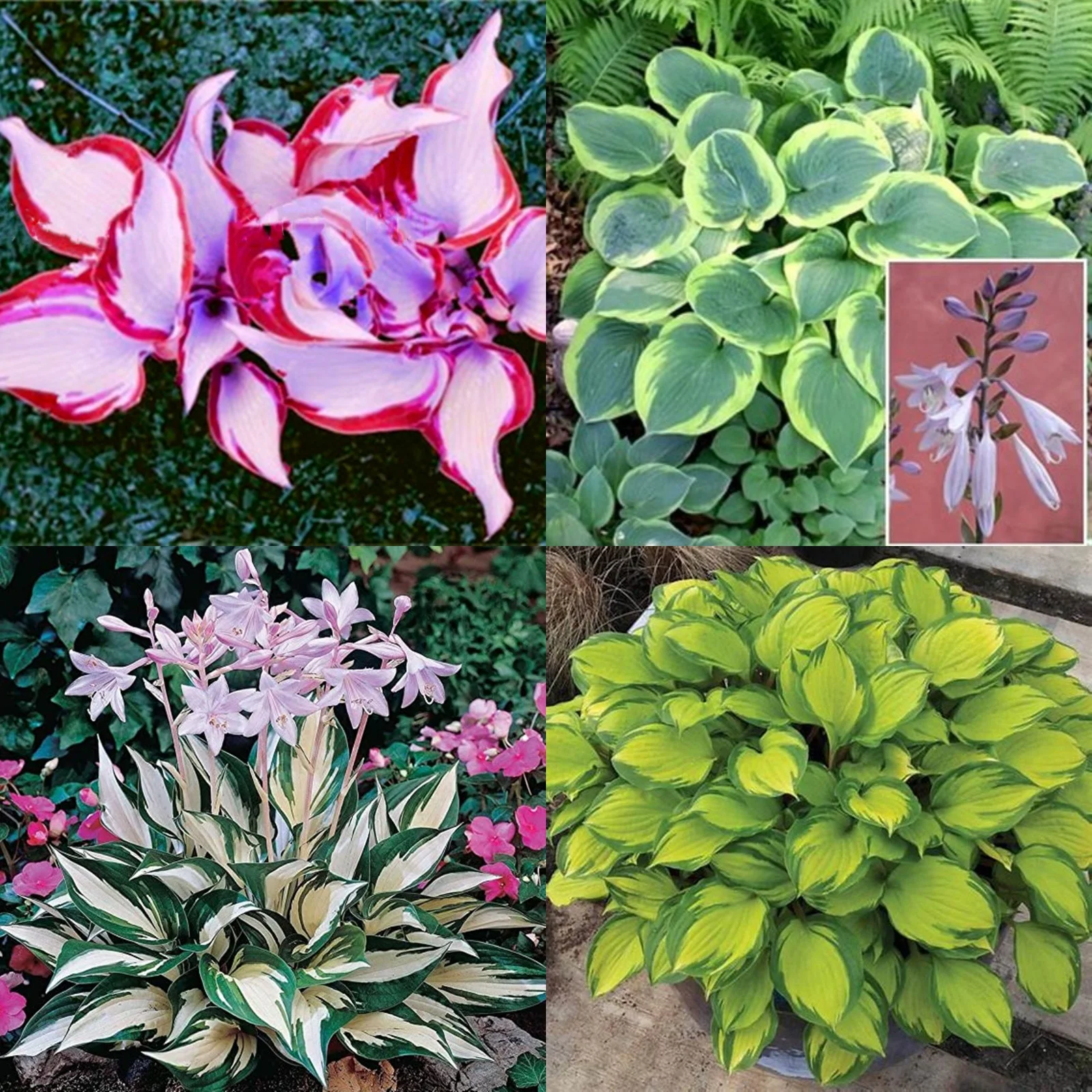 Hosta Bulbs For Planting,Hosta Plants Bulbs Perennial,Hosta Plants Outdoor,Hosta Bulbs In Pots,Beautify Environment,Hosta Plants For Sale.