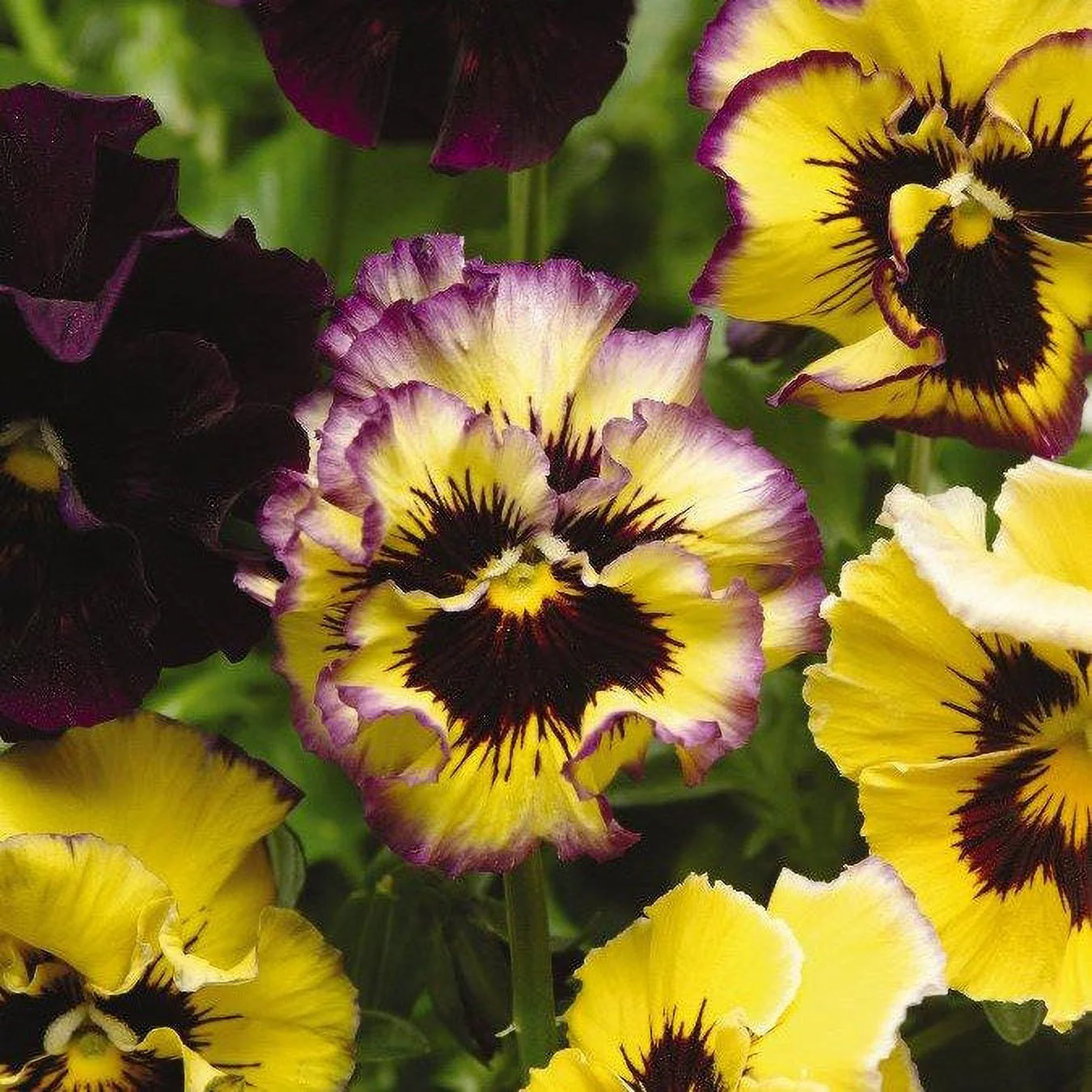 Pansy Seeds - Frizzle Sizzle Lemonberry - Packet - Pink Flower Seeds,  Hybrid Seed  Attracts Bees, Attracts Butterflies, Attracts Pollinators, Easy to Grow & Maintain, Edible, Fragrant, Container