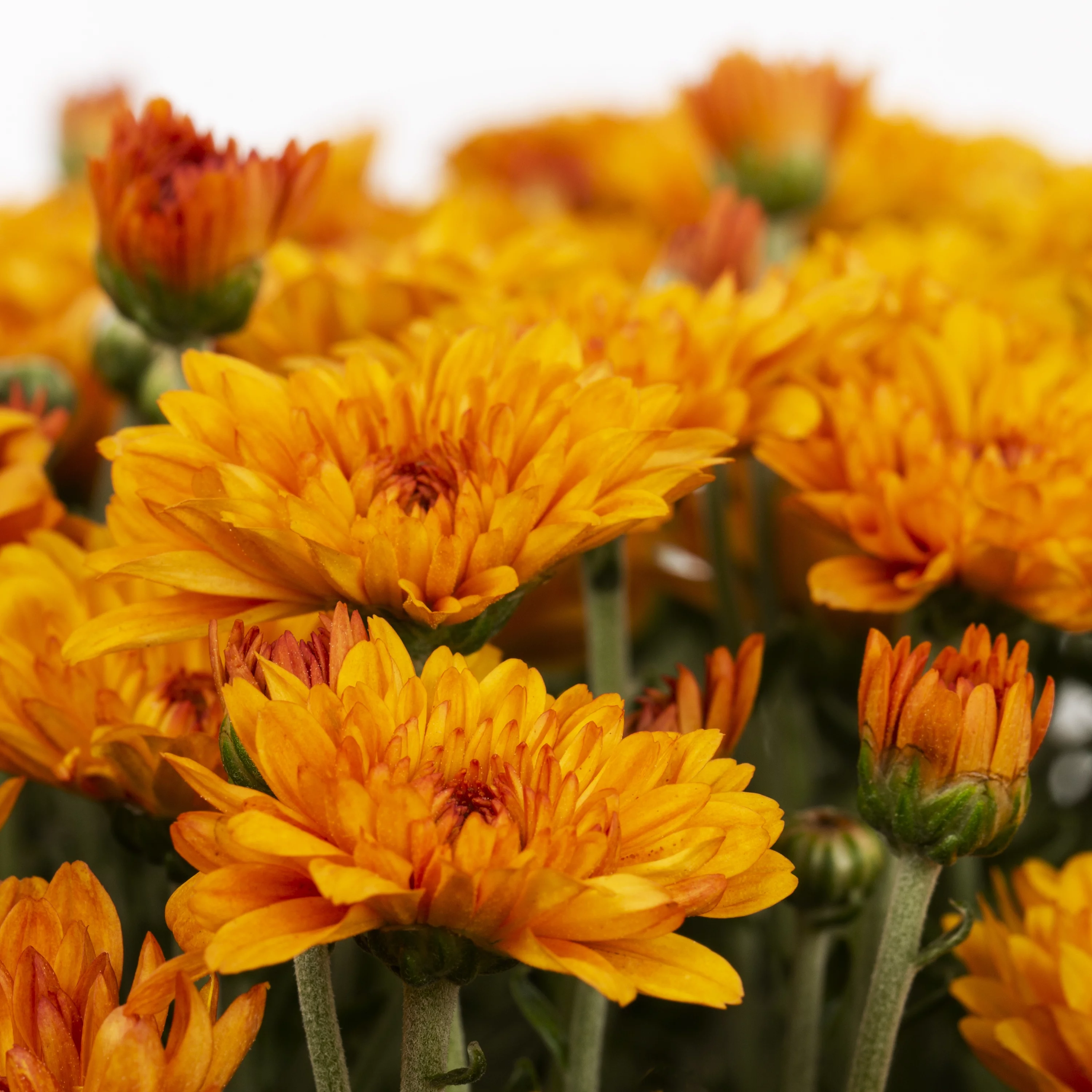 Better Homes & Gardens 1.5G Orange Mum Live Plant in Decorative Pot