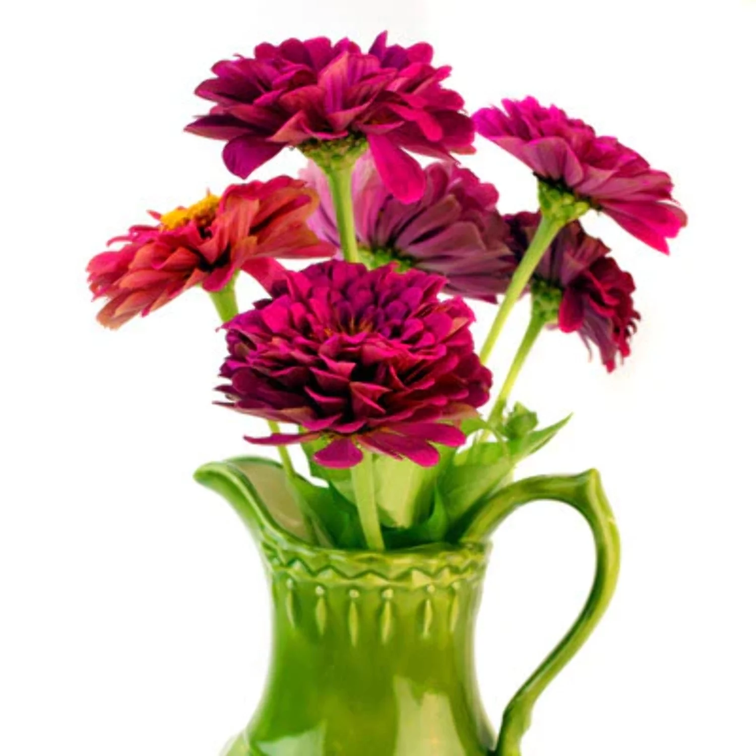 Zinnia Benary's Giant Wine Seed