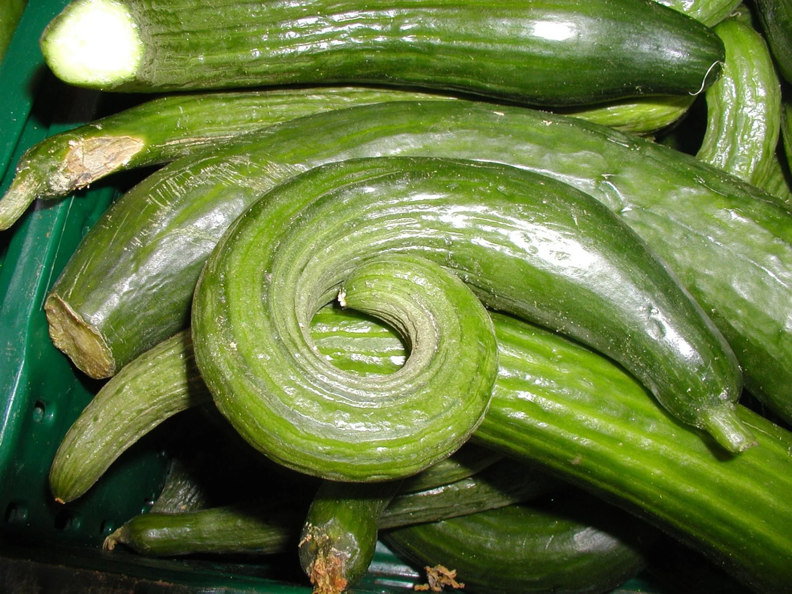 Dark Armenian Cucumber Seeds/Annual/ Full Sun/ 960 Seeds 1 oz/ Zellajake Farm and Garden- B319