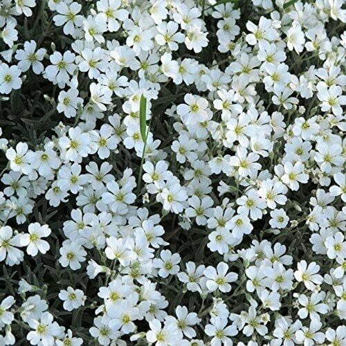 250 Summer Snow Seeds Single Mix Exotic Garden Flowers Made in USA