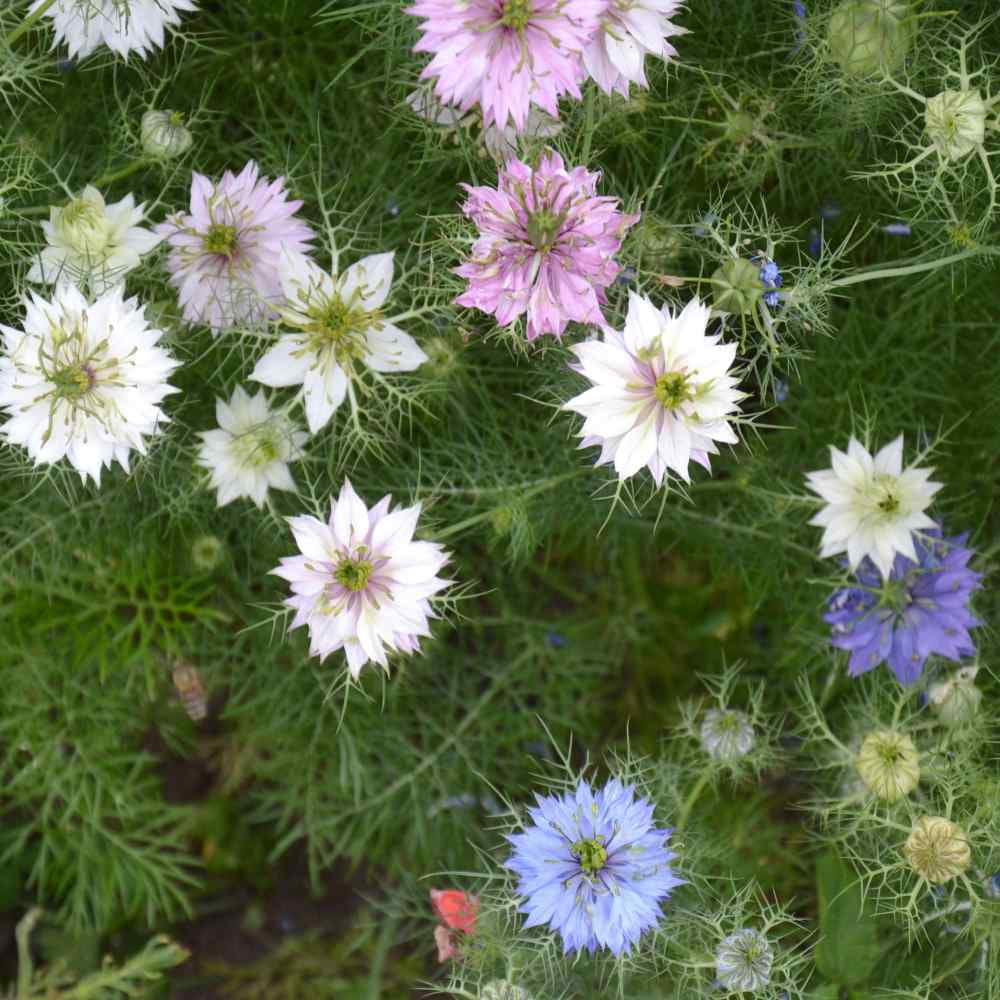 Nigella Seeds - Love-In-A-Mist Flower Seed Mix - 1 LB