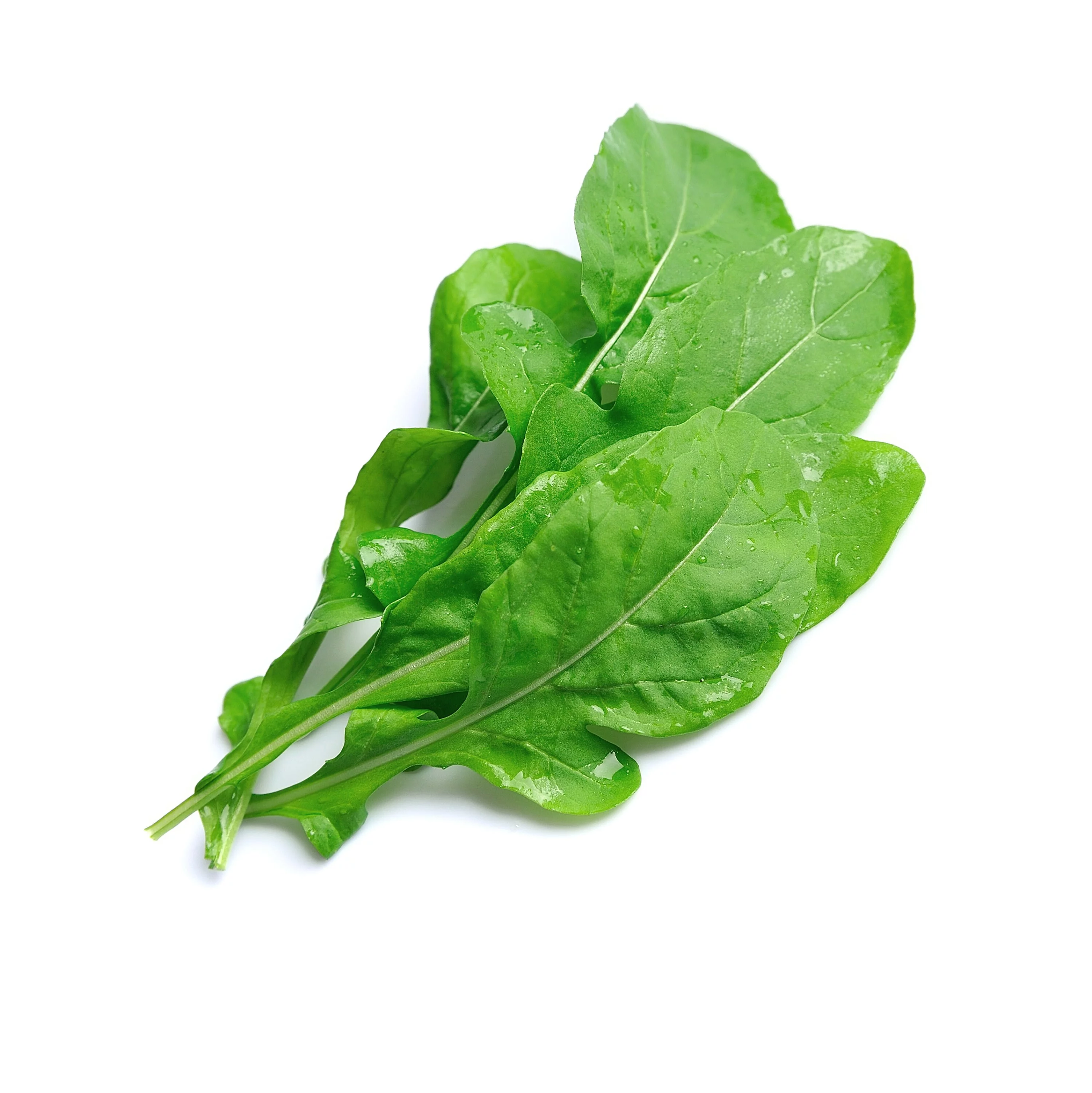Arugula Slow Bolt Italian Rocket Roquette Heirloom Premium Seeds Packet