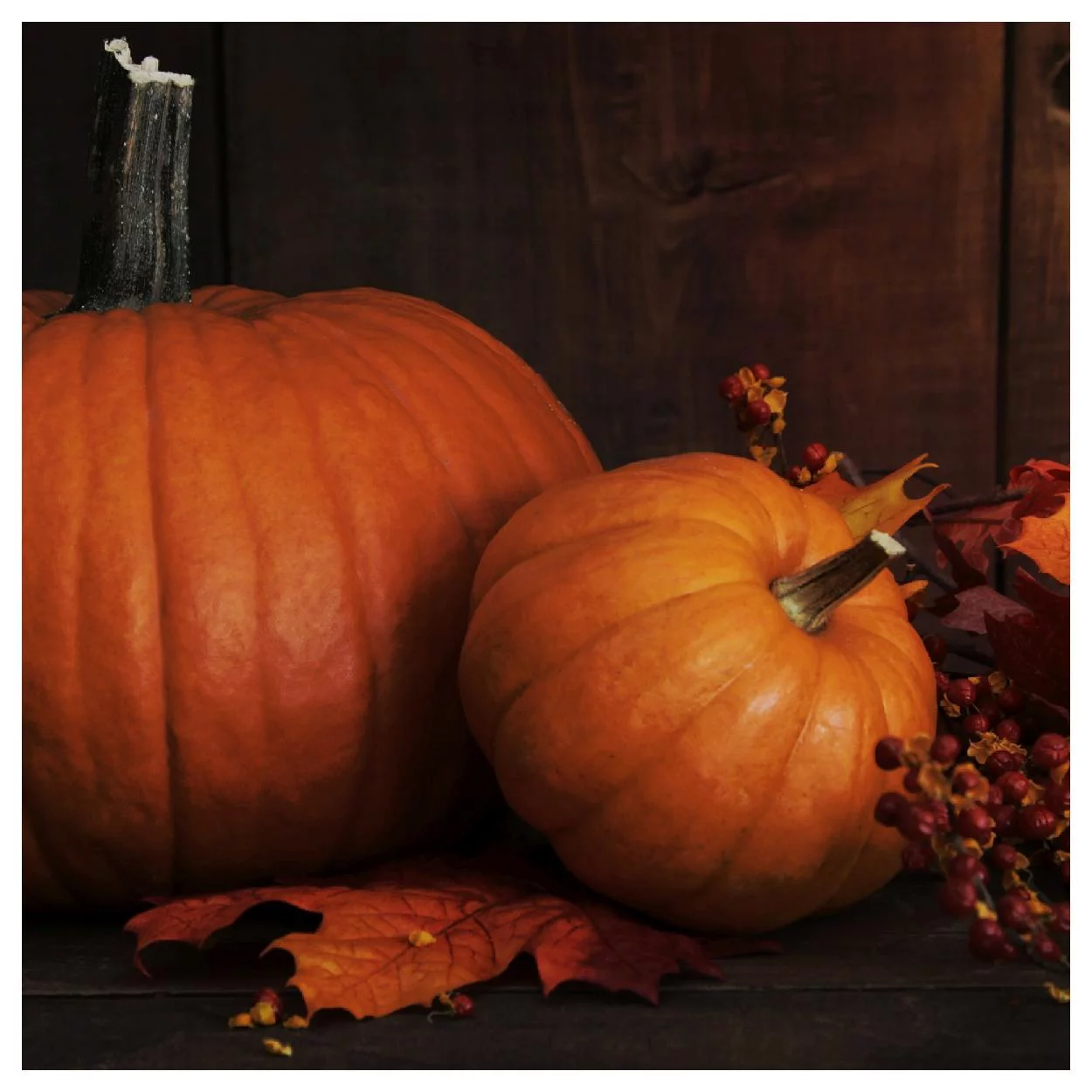 Everwilde Farms - 20 Wee Be Little Pumpkin Seeds - Gold Vault Jumbo Bulk Seed Packet