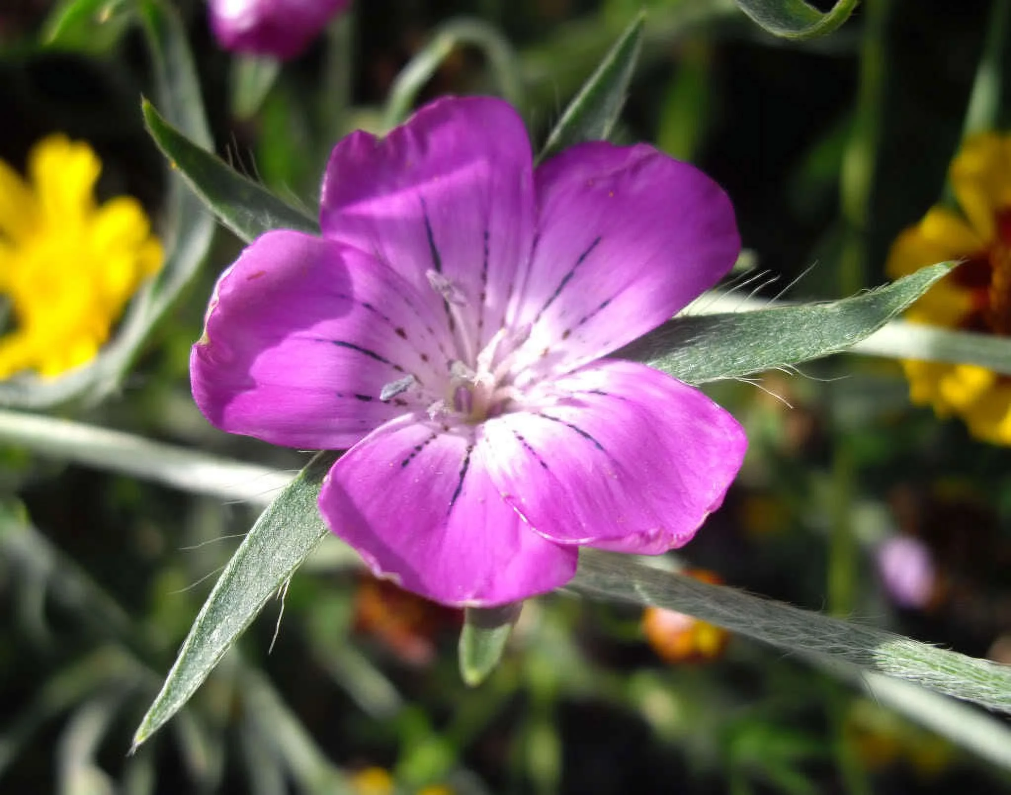 50 MILAS ROSE CORN COCKLE Agrostemma Githago Pink Flower Seeds *Flat S/H