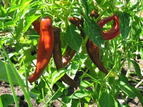 Clovers Garden Anaheim Pepper Plant- Two (2) Live Plants – Not Seeds – in 3.5 Inch Pots