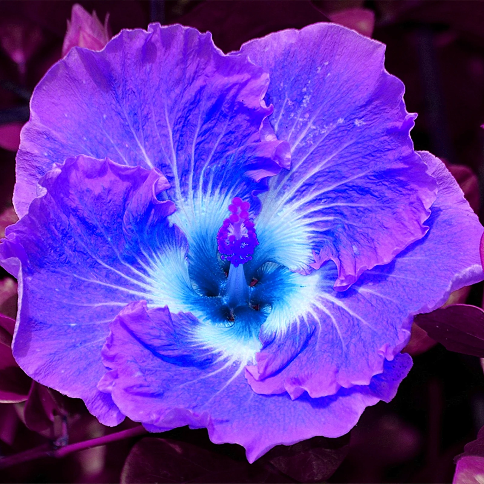 Hibiscus Bulbs, Large And Colorful Flowers, Seasonal Plants, Potted Plants, Garden Flowers, Hibiscus, Hibiscus，Hibiscus Plant Perennial，Hibiscus Bulbs For Sale