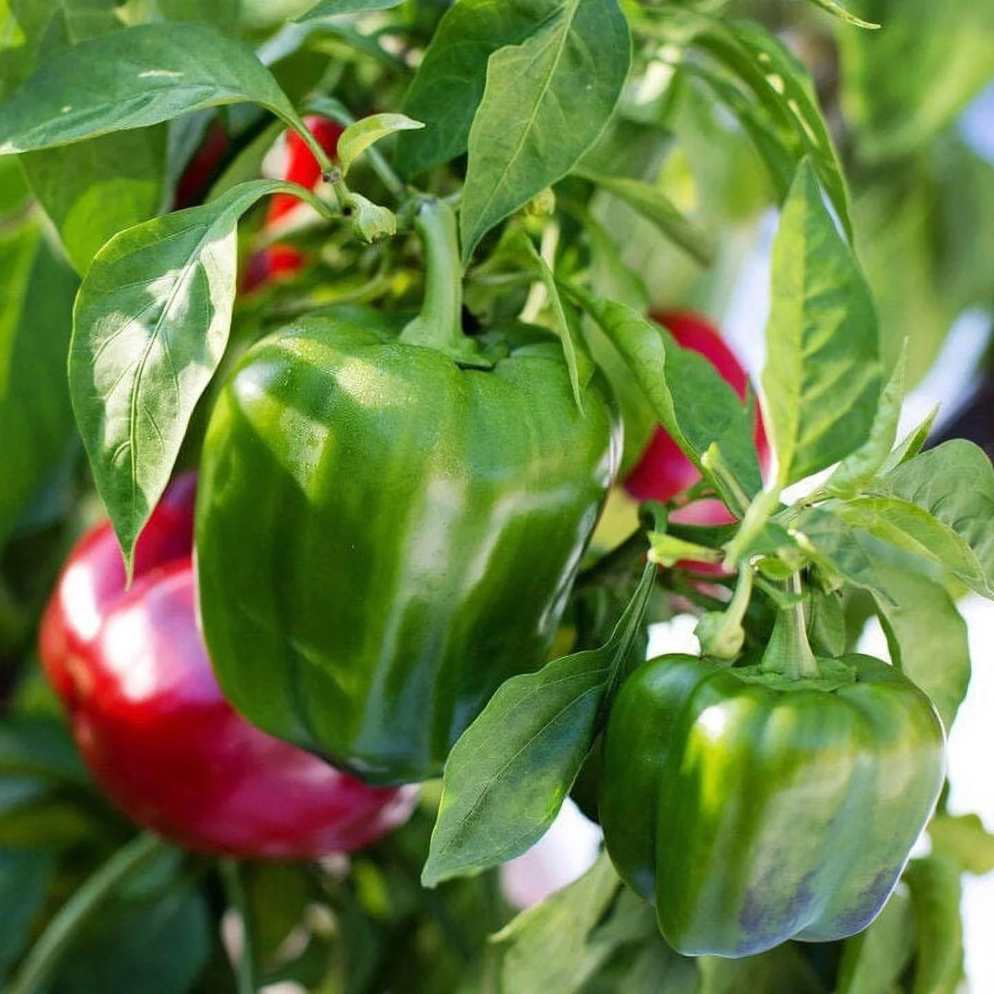 TomorrowSeeds - California Wonder 300 TMR Sweet Bell Pepper Seeds - 100+ Count Packet - Tobacco Mosaic Resistant Green & Red Peppers Vegetable Seed 2024