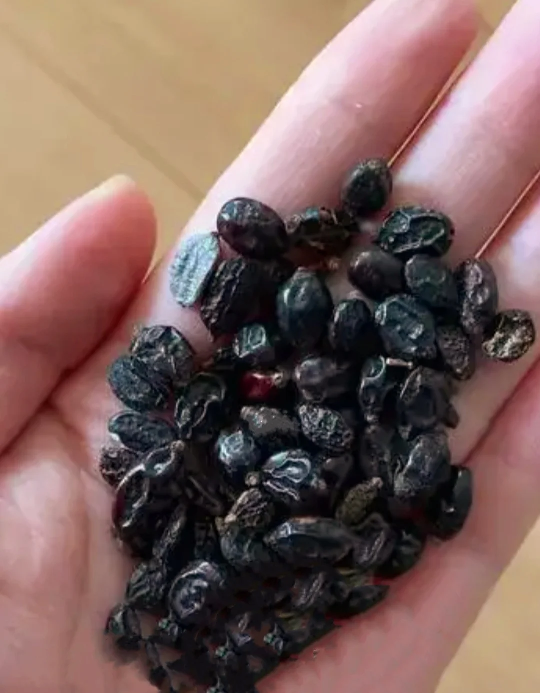 120 Hydrangea Seeds Giant Snowball for Planting Mix color Flowers Bush Plants Garden Shrub Bonsai