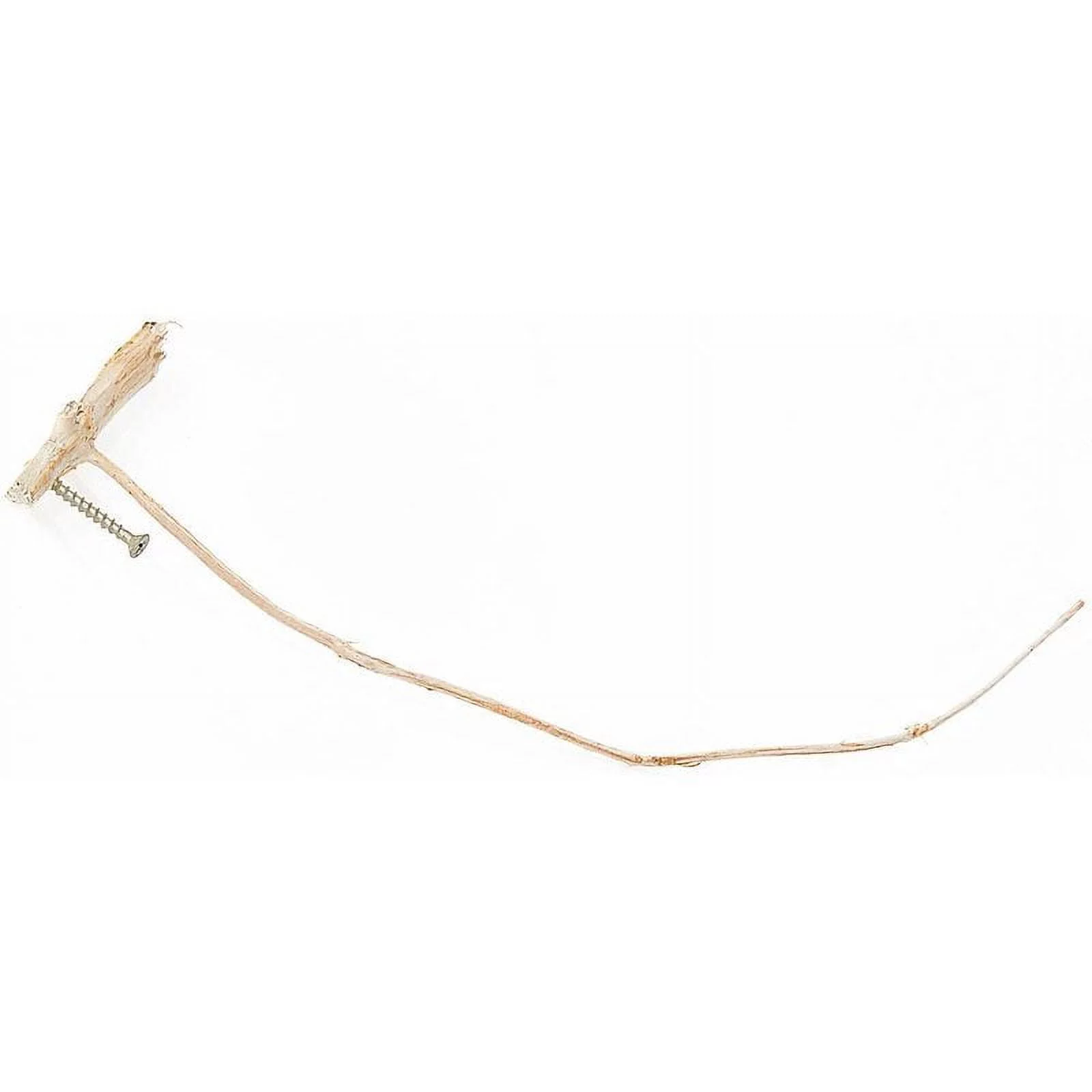 Weatherstick Forecast Predicter Balsam Fir Curves Up in Good Weather Down in Bad