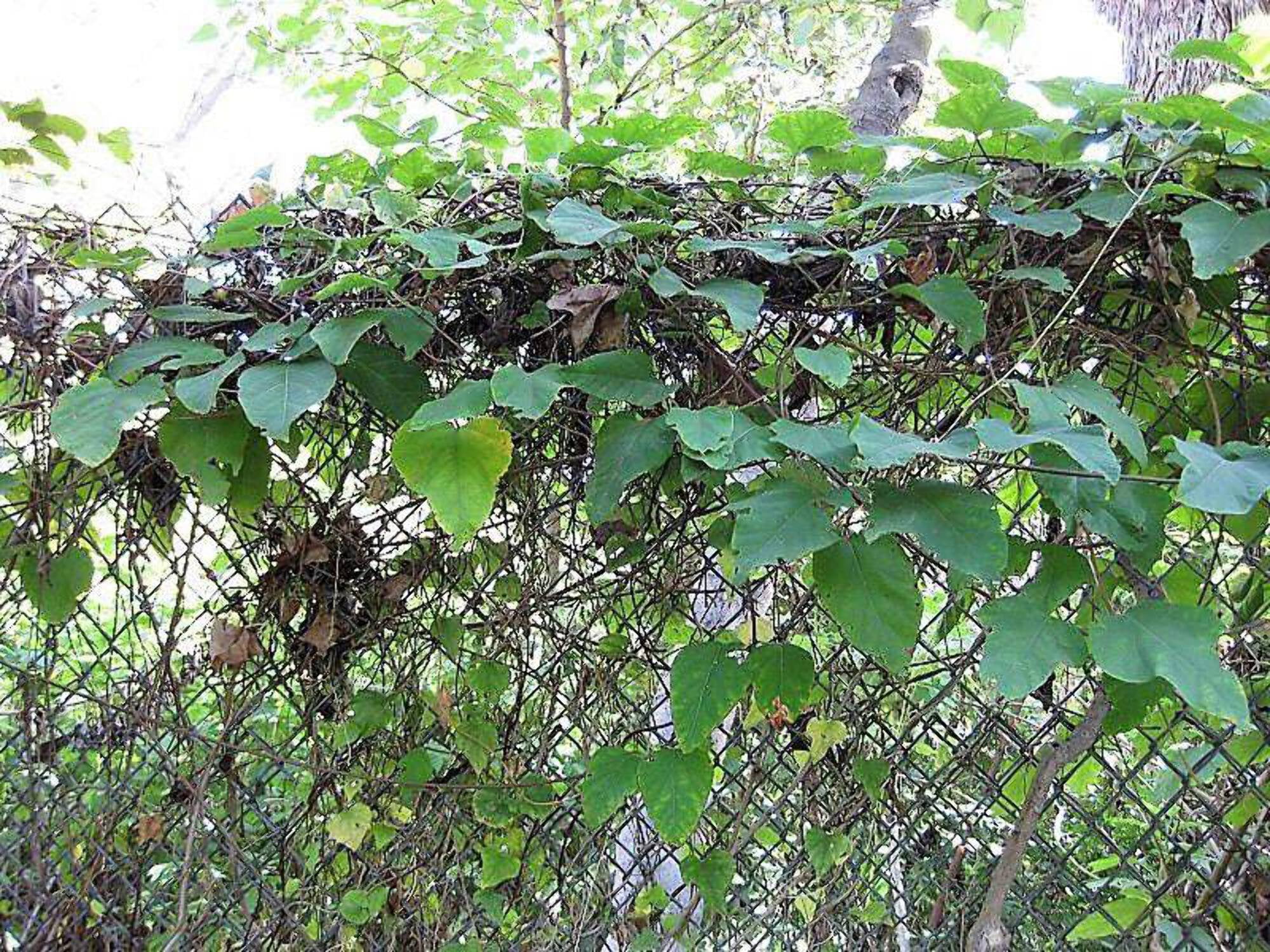 10 CAROLINA MOONSEED Snailseed / Coralbeads Flower Vine Cocculus Carolinus Seeds