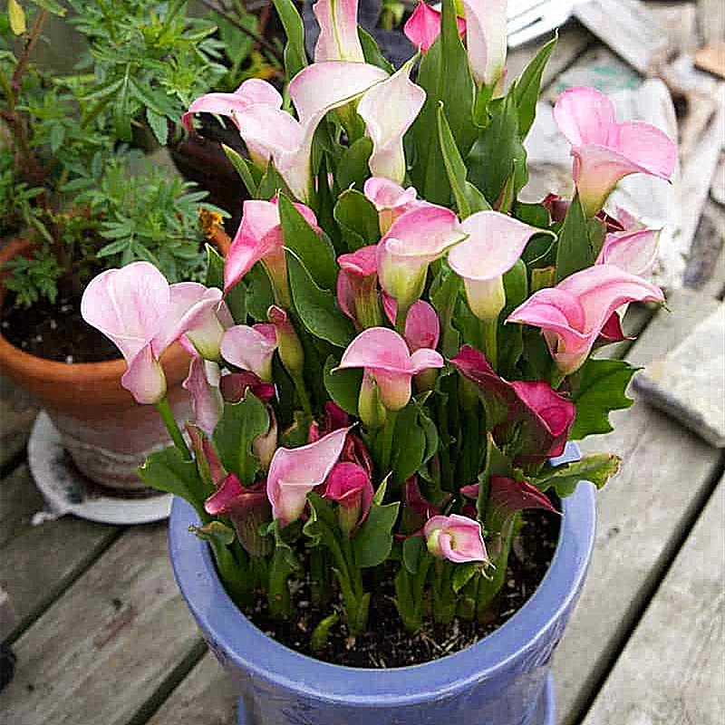 Calla Lily Bulbs, Calla Lily Bulbs Giant,Bulb Flowers,Calla Lily Plants，Calla Lily Plant Perinial,Calla Lily Bulbs Giant,Calla Lily Bulbs For Sale