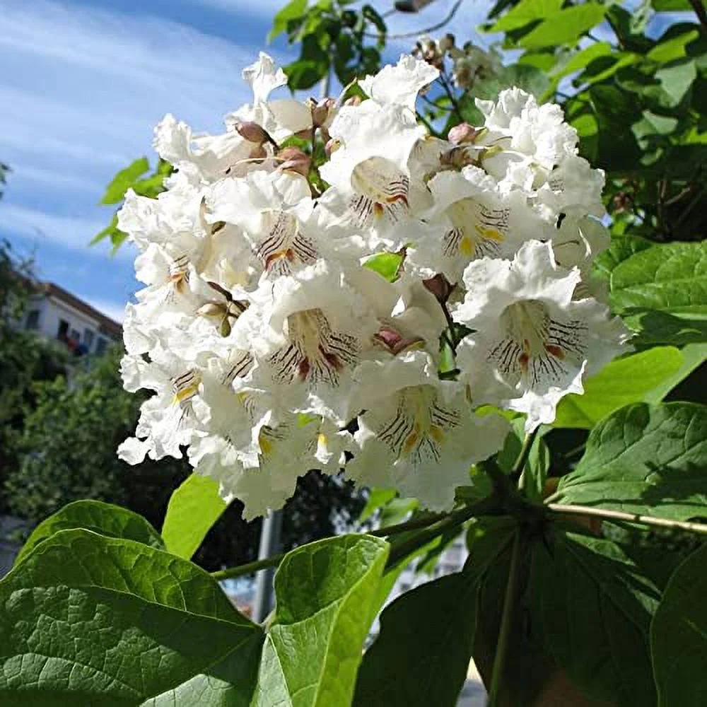 Southern Catalpa Seeds Catalpa Bignonioides Deciduous Tree Popular Ornamental Tree Heart-Shaped Leaves Showy White Flowers Garden Outdoor 25Pcs Tree Seeds by YEGAOL Garden