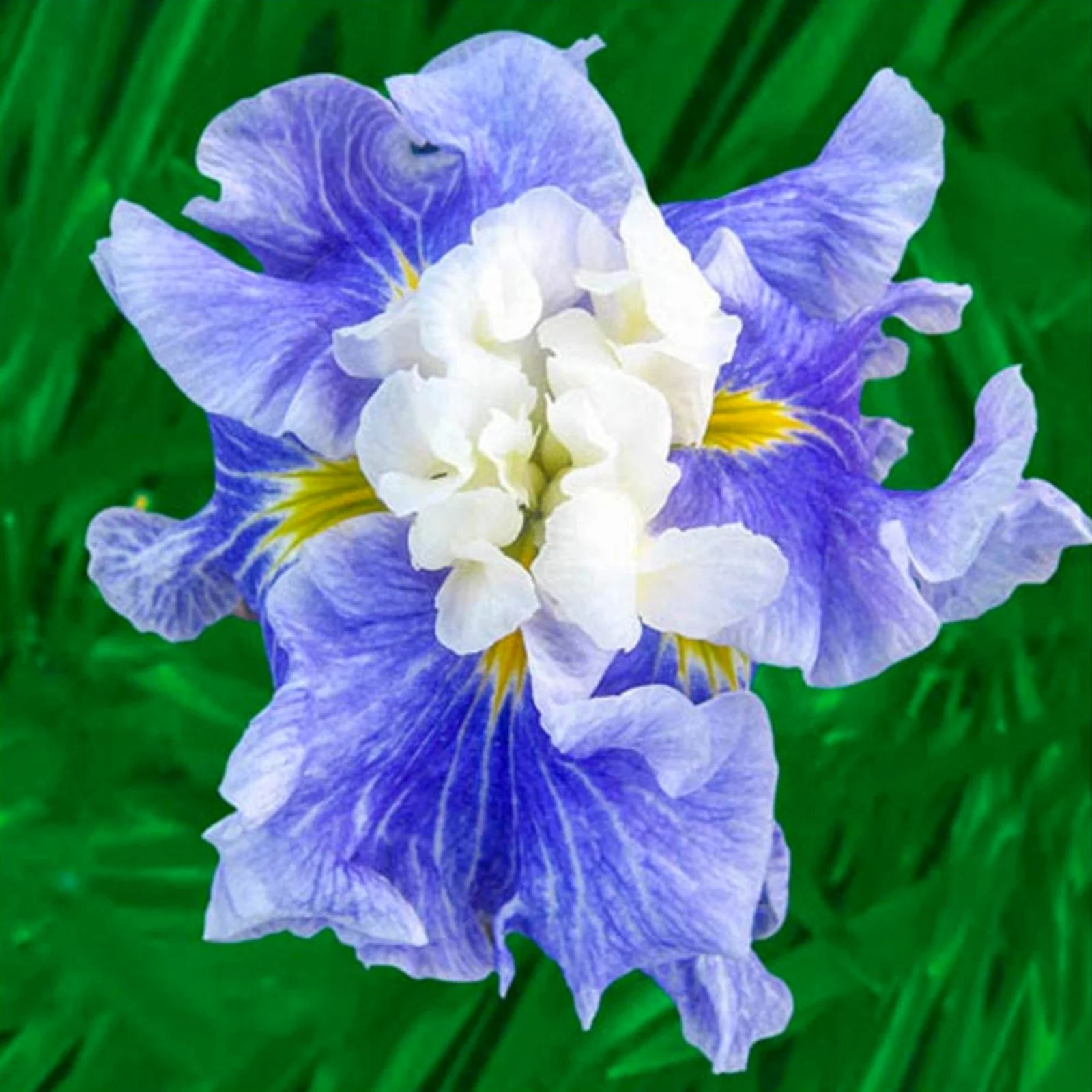 Iris Bulbs, Iris Bulbs Perennial Reblooming Bearded, Iris Rhizomes,Beautify Environment,Cold And Drought Tolerant, Gardeners Can Plant Easily,Iris Bulbs For Planting, Iris Plants Bulbs,Iris Tubers,