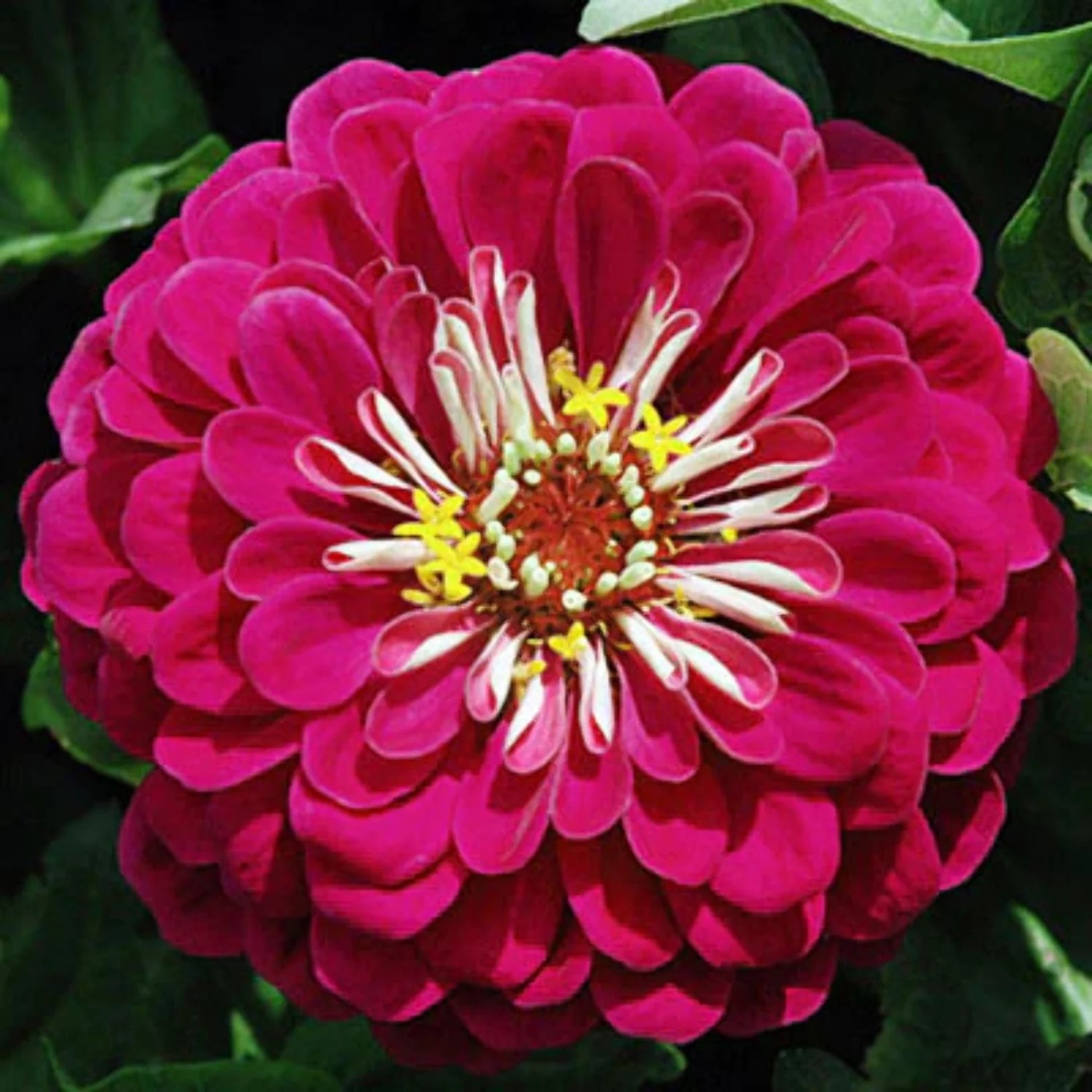 Zinnia Benary's Giant Wine Seed