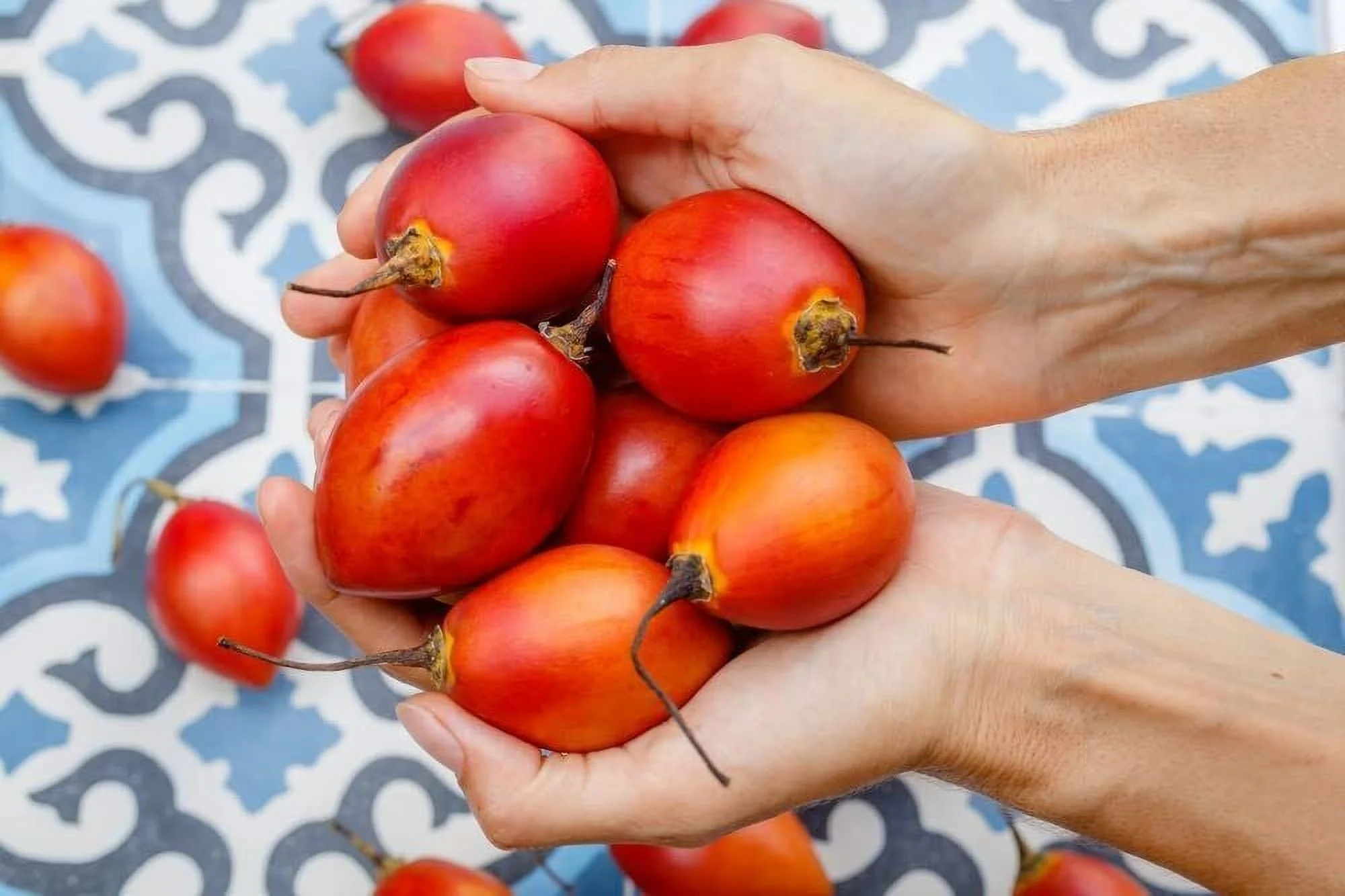 10 Tomato Tree Seeds for Planting Tamarillo Cyphomandra betacea