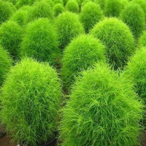 Outsidepride Burning Bush Kochia Trichophylla Plant Seed - 10000 Seeds