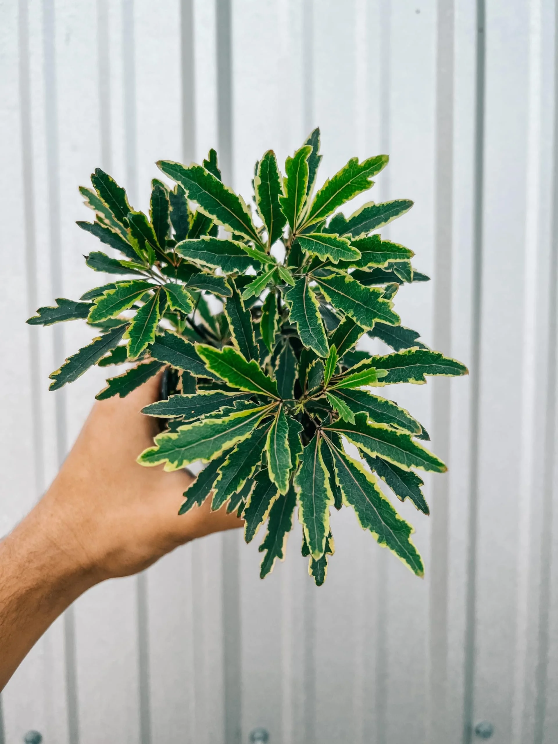Aralia Bianca - Live Starter Plant in a 2 Inch Pot - Dizygotheca Elegantissima - False Aralia Variagated Indoor Outdoor Fast Growing Hardy Evergreen