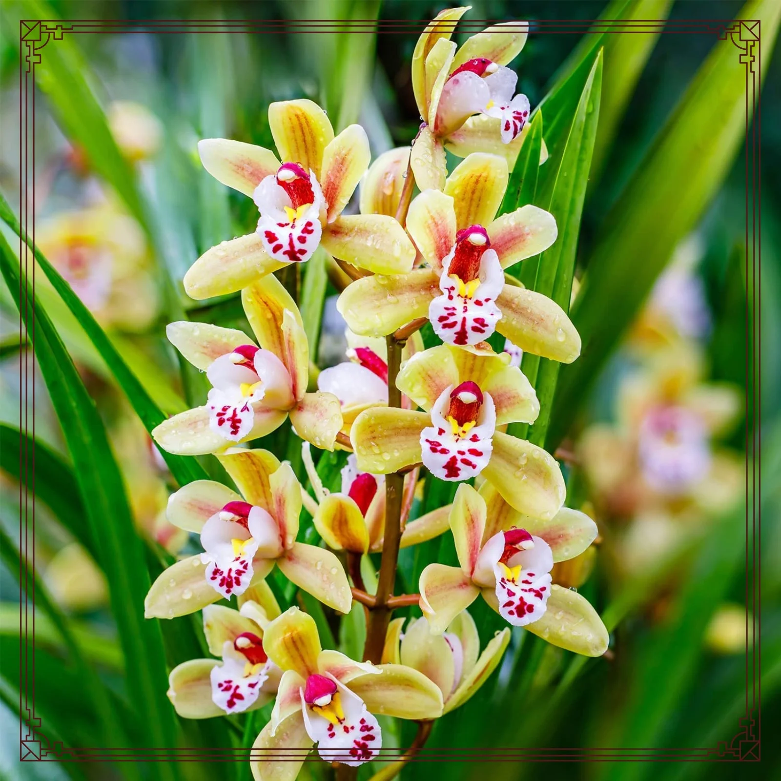 Cymbidium Bulbs Bulk Cymbidium Plants Cymbidium Bulbs For Sale Cymbidium Bulbs For Palting Cut Flowers Bonsai Plant