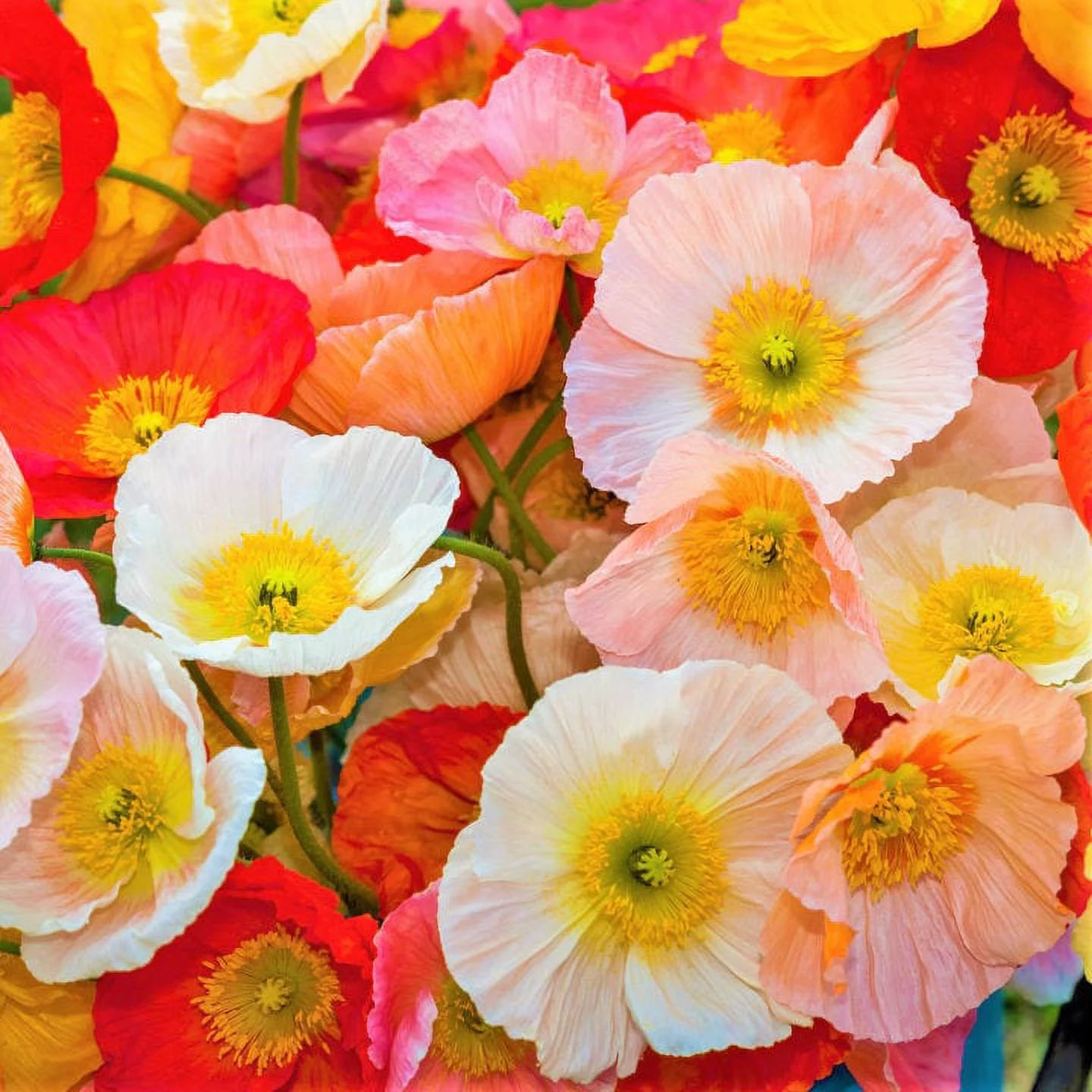 TomorrowSeeds - Iceland Poppy Seeds - 3000+ Count Packet - Papaver Paper Poppies Champagne Orange Yellow White Red Artic USA Garden Flower Seed For 2024 Season