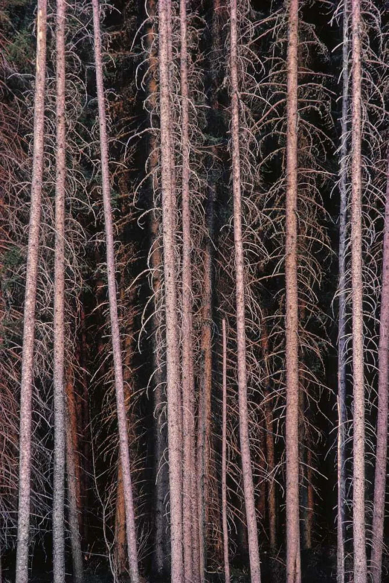 Grandmaison, Mike 13x18 Black Ornate Wood Framed with Double Matting Museum Art Print Titled - Canada, Manitoba Stark spruce trees