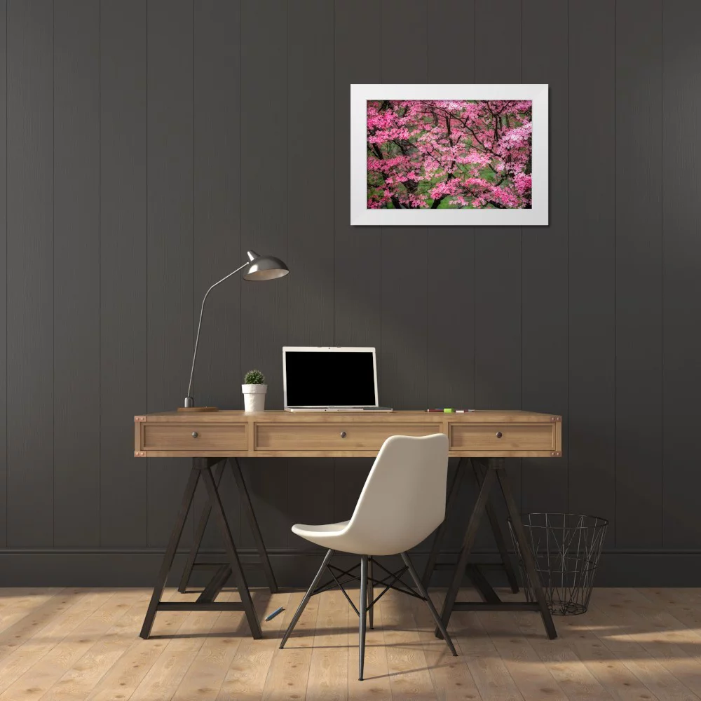 Jones, Adam 14x11 White Modern Wood Framed Museum Art Print Titled - Soft focus view of large pink flowering dogwood tree in full bloom-Kentucky