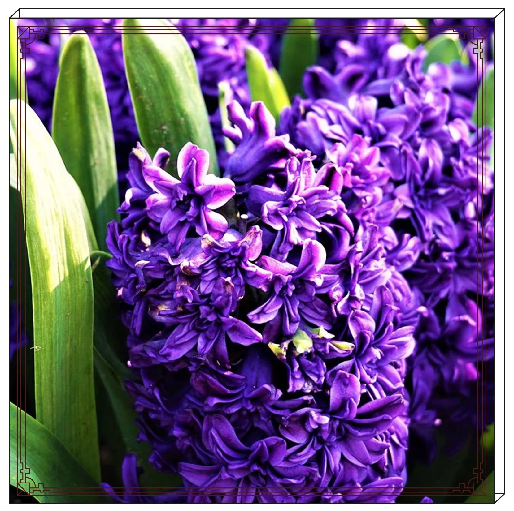 Hyacinth Bulbs For Sale Hyacinth Bulbs Hyacinth Plants Hyacinth Bulbs For Planting Hyacinth Bulbs Perennial Bonsai Plant Garden Decoration