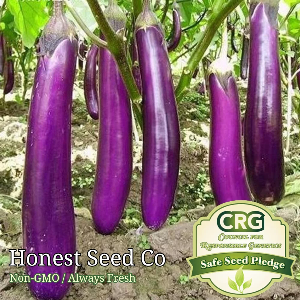 Chinese Eggplant Seeds USA Long Purple Eggplants Aubergine Asian | Garden Seeds