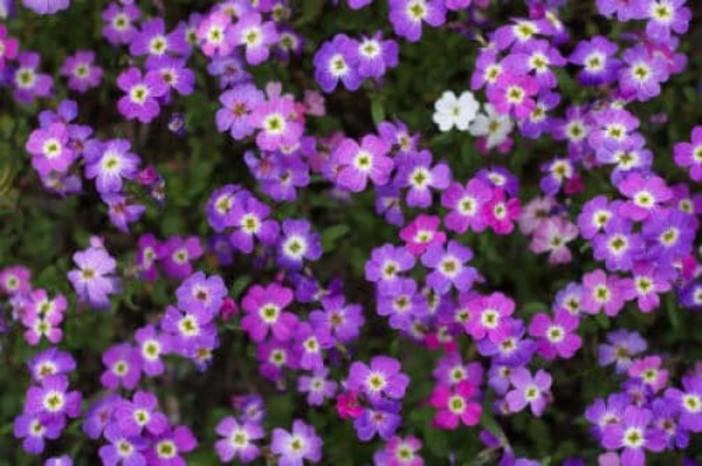 4000 VIRGINIA STOCK Malcolmia Maritima Flower Seeds