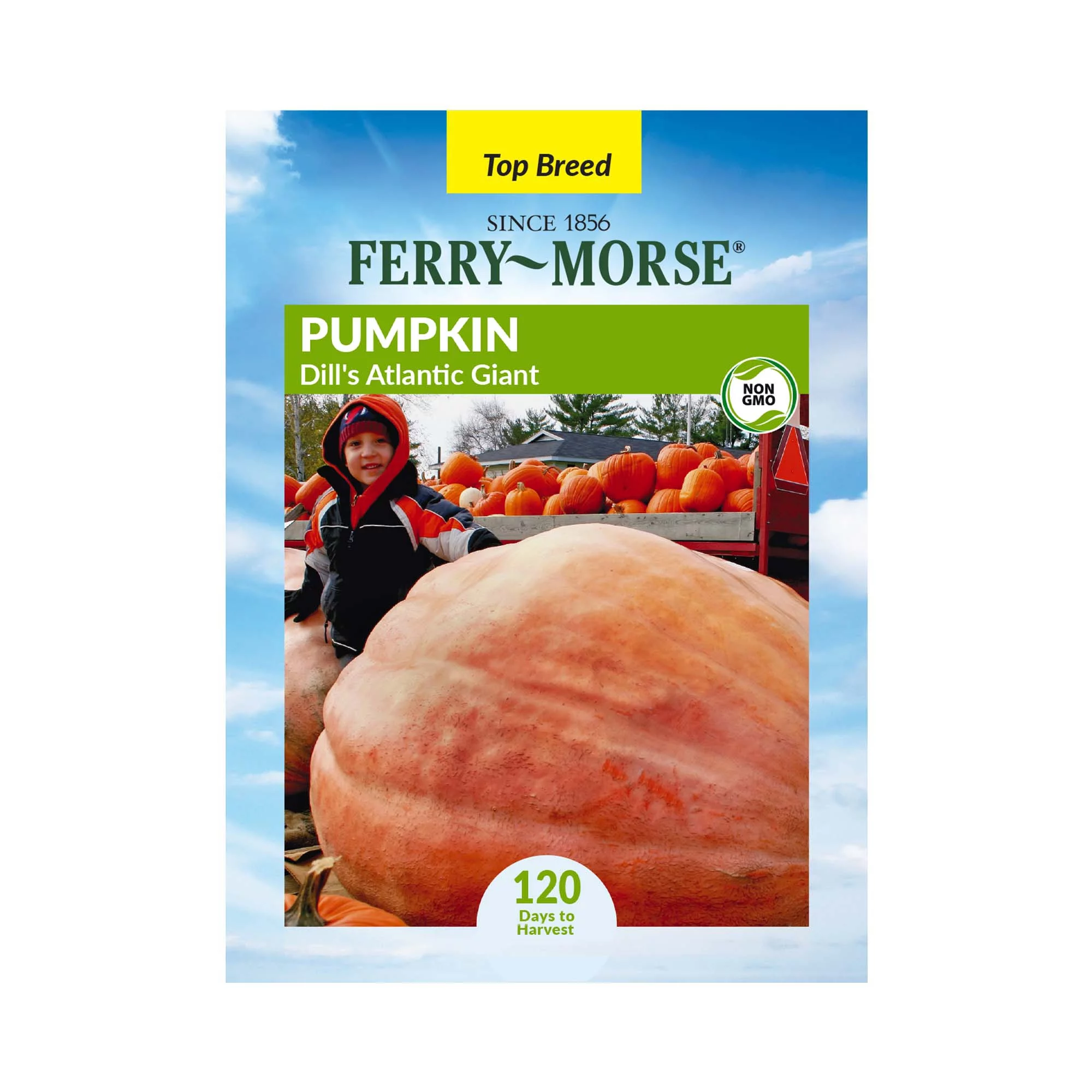 Ferry-Morse 1800MG Pumpkin Atlantic Giant Vegetable Plant Seeds Full Sun