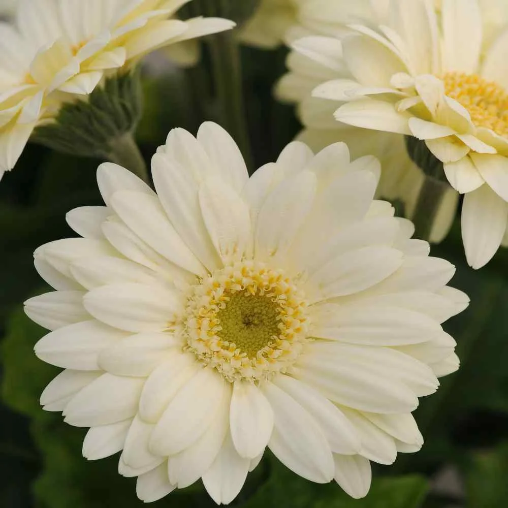 Outsidepride Gerbera Vanilla - 20 seeds