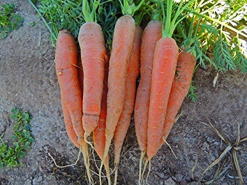 Scarlet Nantes Carrot NON GMO (1 Lb)
