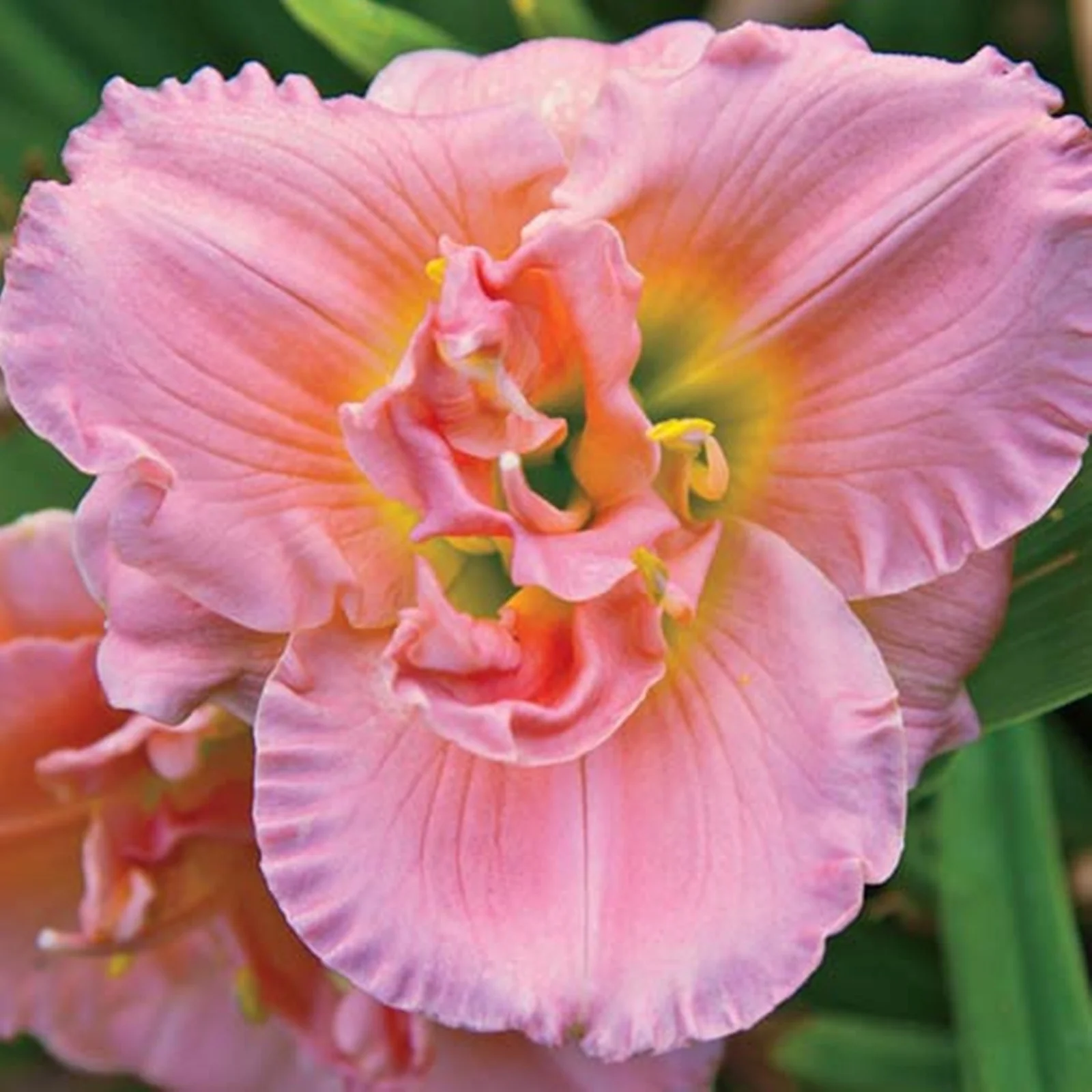 Daylily Bulbs, Hemerocallis Fulva, Stunning Flowers, Bloom Multiple Times,Large Flowers,Perennials Re-Bloomer,Convenient For Gardeners To Plant,Cold-Resistant,Hemerocallis Fulva,Vibrant Perennials,