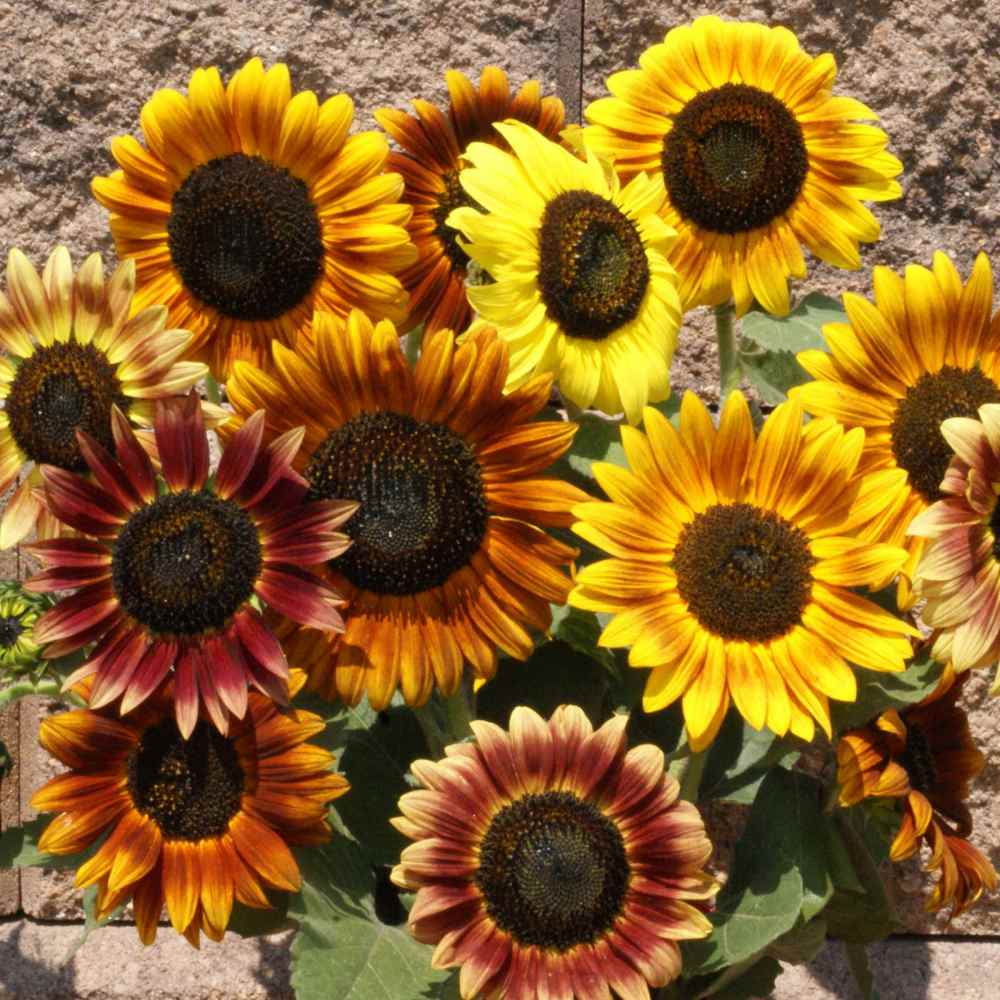 Sunflower Seeds - Sunflower Autumn Beauty Flower Seed - 1 LB